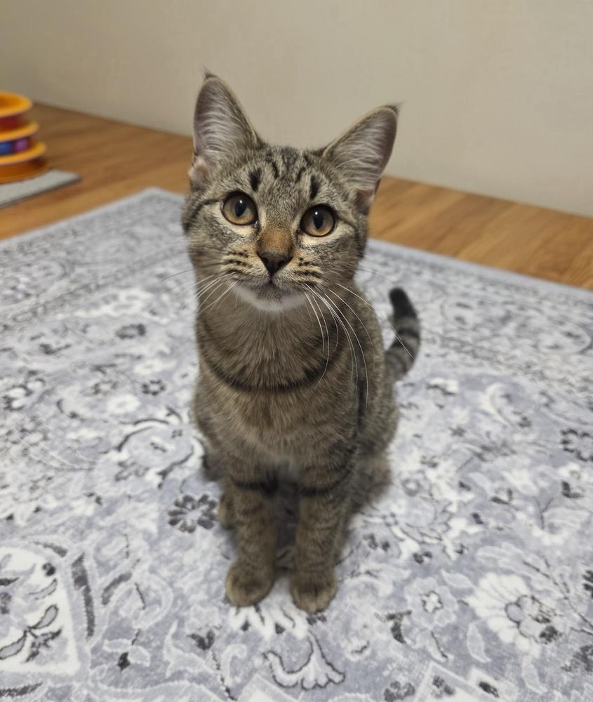 Tiger Lily — thumbnail 3