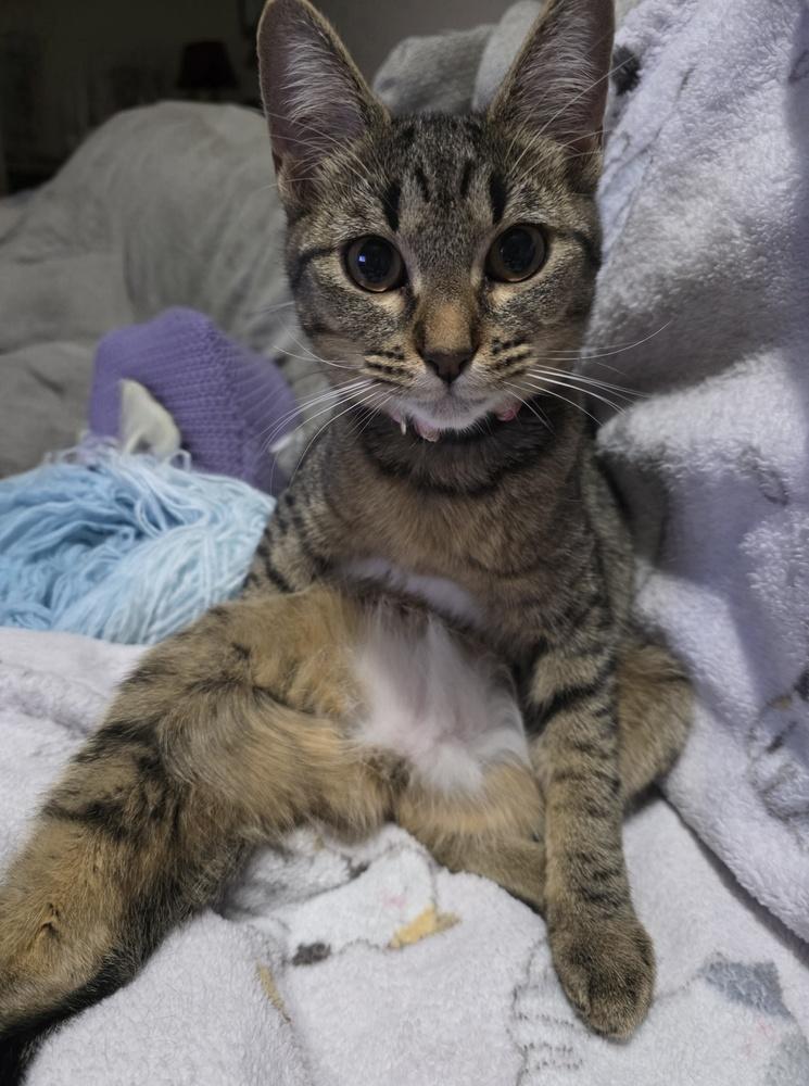 Tiger Lily — thumbnail 4