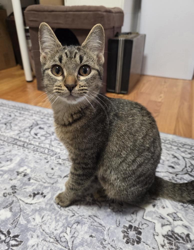 Tiger Lily — thumbnail 5