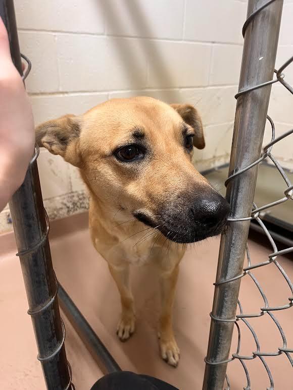 Enlarge Honey, a Adoptable Labrador Retriever in Nacogdoches, TX image 1/1