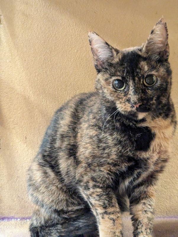 Marmie, Adoptable, Adult Female Domestic Short Hair.