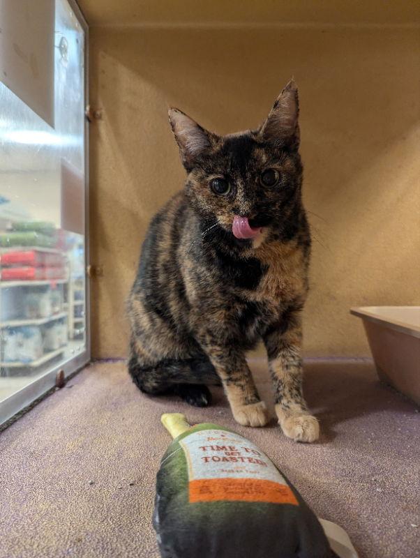 Marmie, a Adoptable Domestic Short Hair in Niles, MI image 2/3