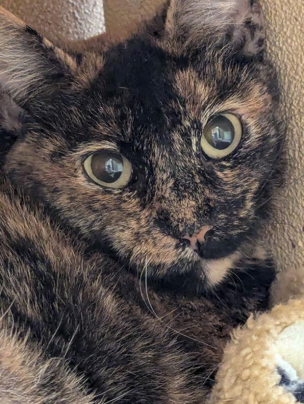 Marmie, a Adoptable Domestic Short Hair in Niles, MI image 3/3