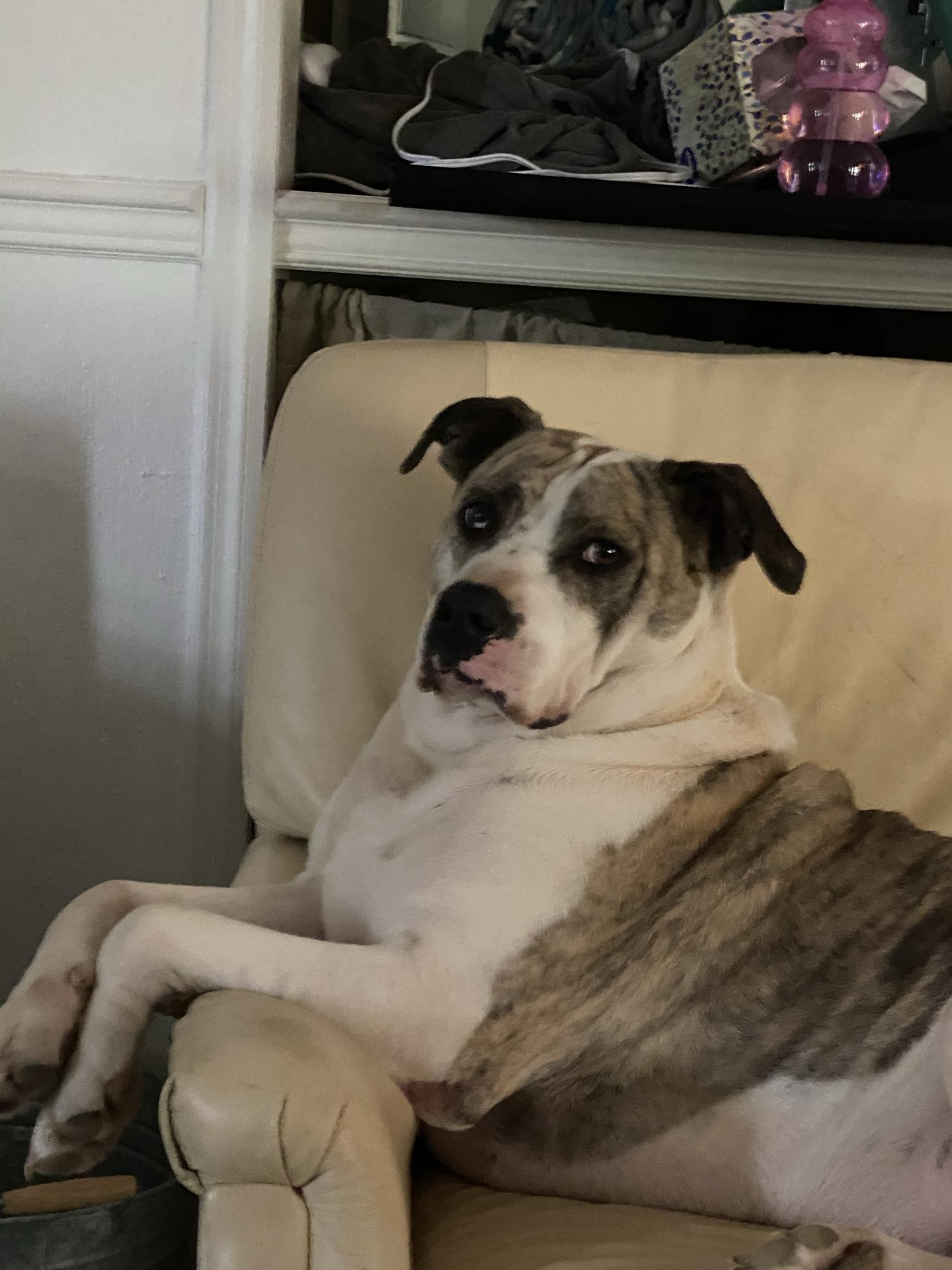 Enlarge Pepper, a ADOPTABLE mixed breed in PENSACOLA, FL image 2/6