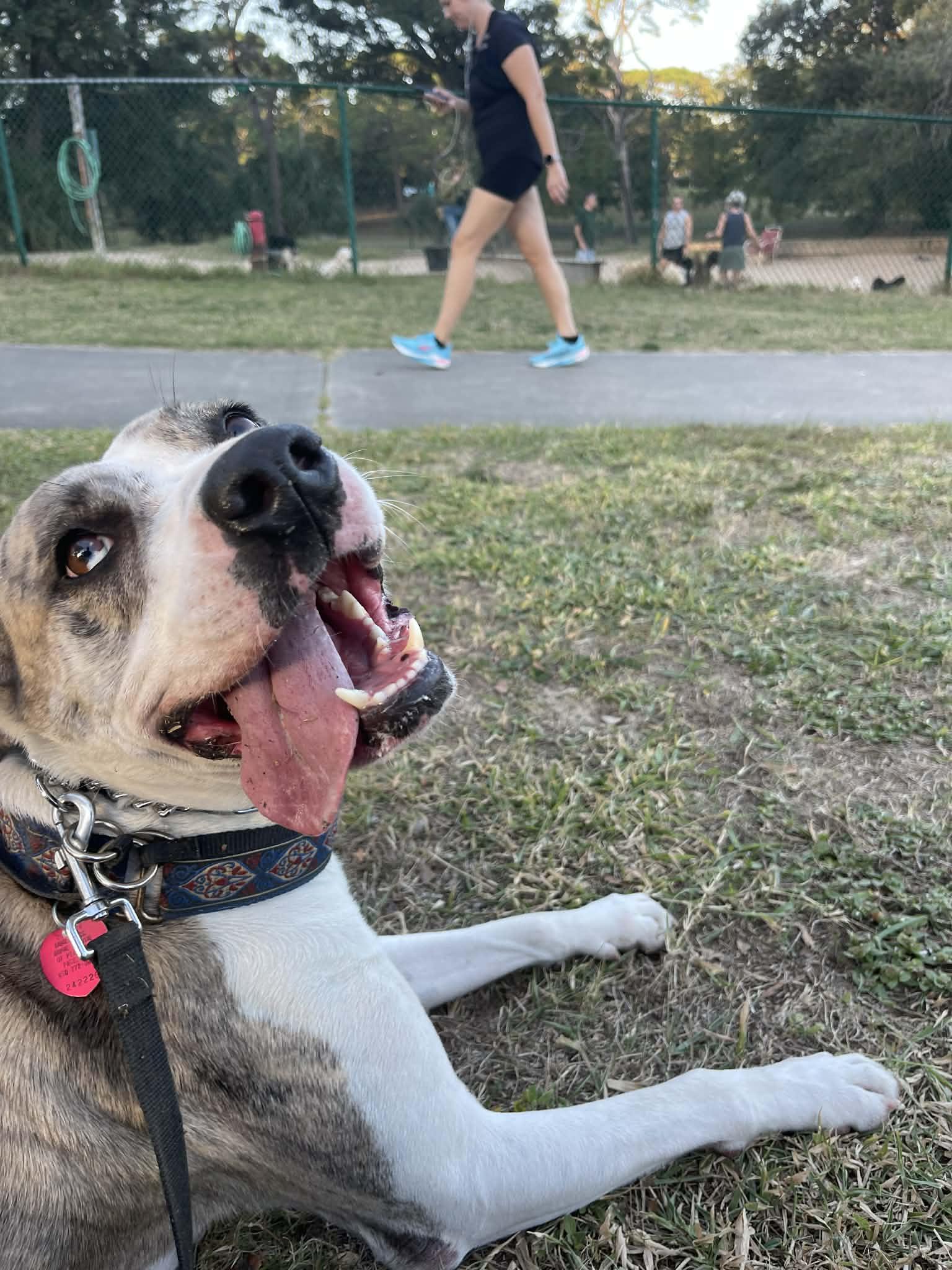 Enlarge Pepper, a ADOPTABLE mixed breed in PENSACOLA, FL image 6/6