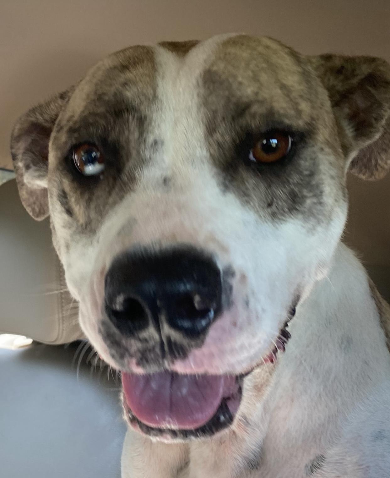 Enlarge Pepper, a ADOPTABLE mixed breed in PENSACOLA, FL image 3/6