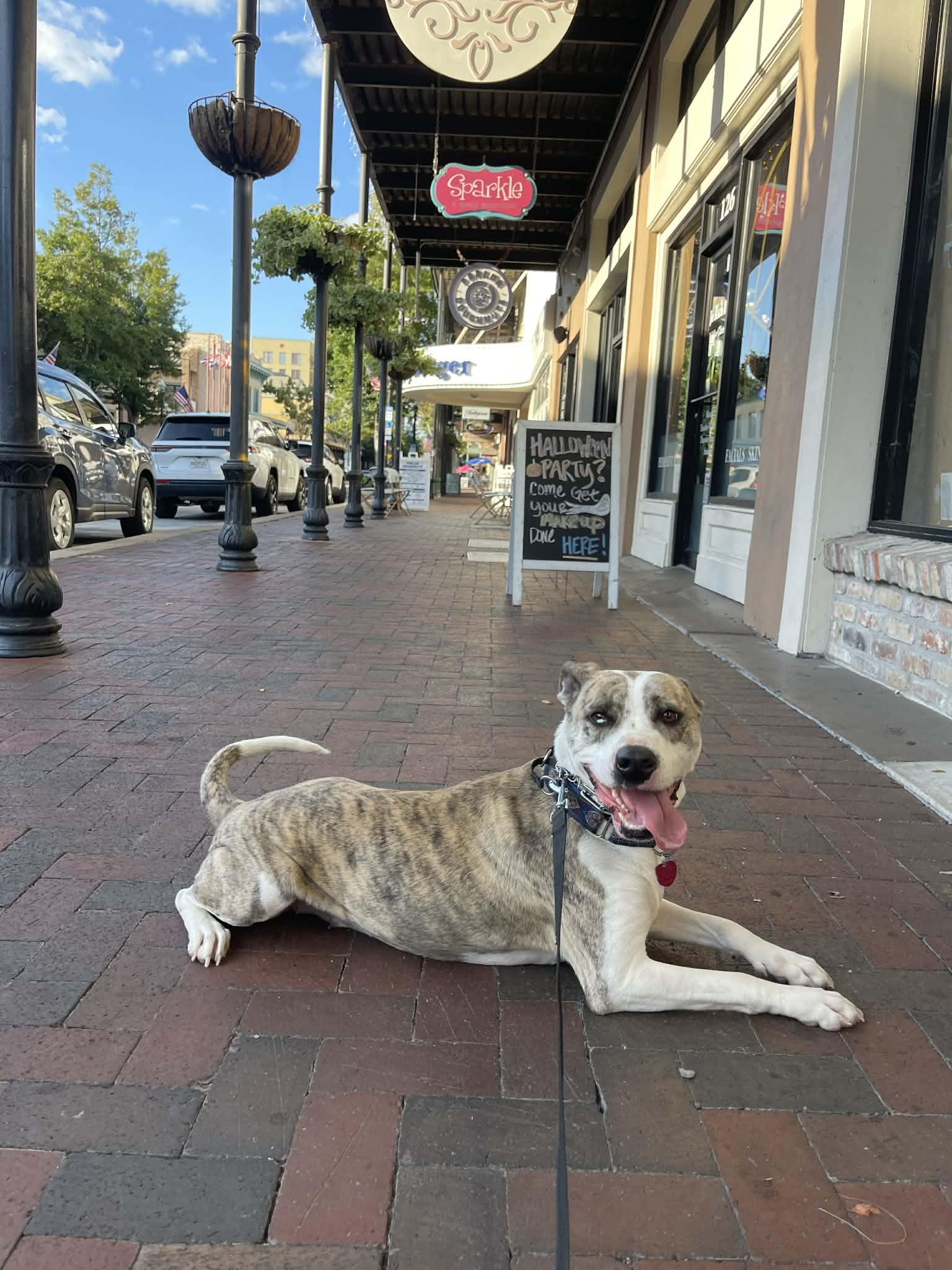 Enlarge Pepper, a ADOPTABLE mixed breed in PENSACOLA, FL image 5/6