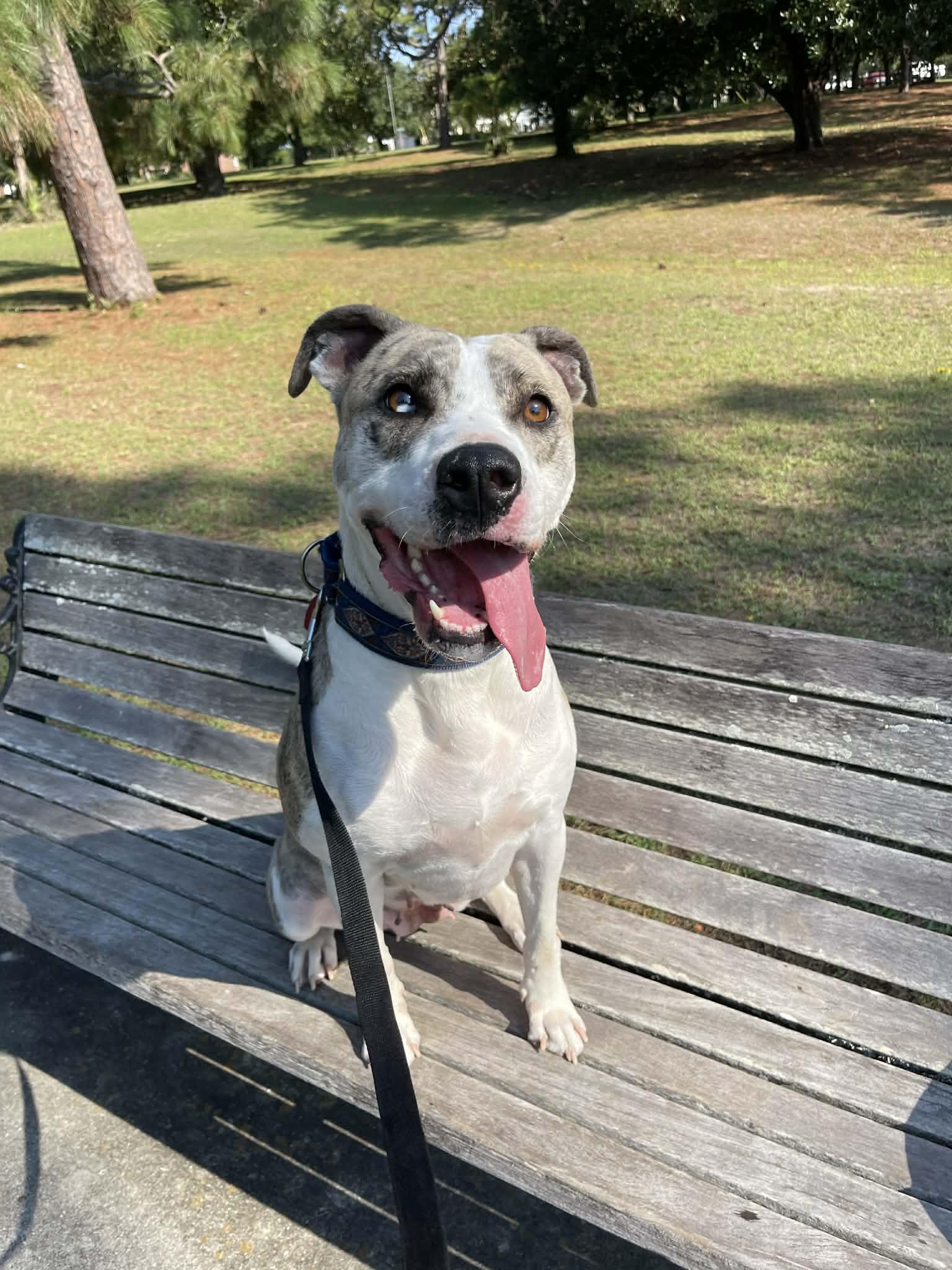 Enlarge Pepper, a ADOPTABLE mixed breed in PENSACOLA, FL image 4/6