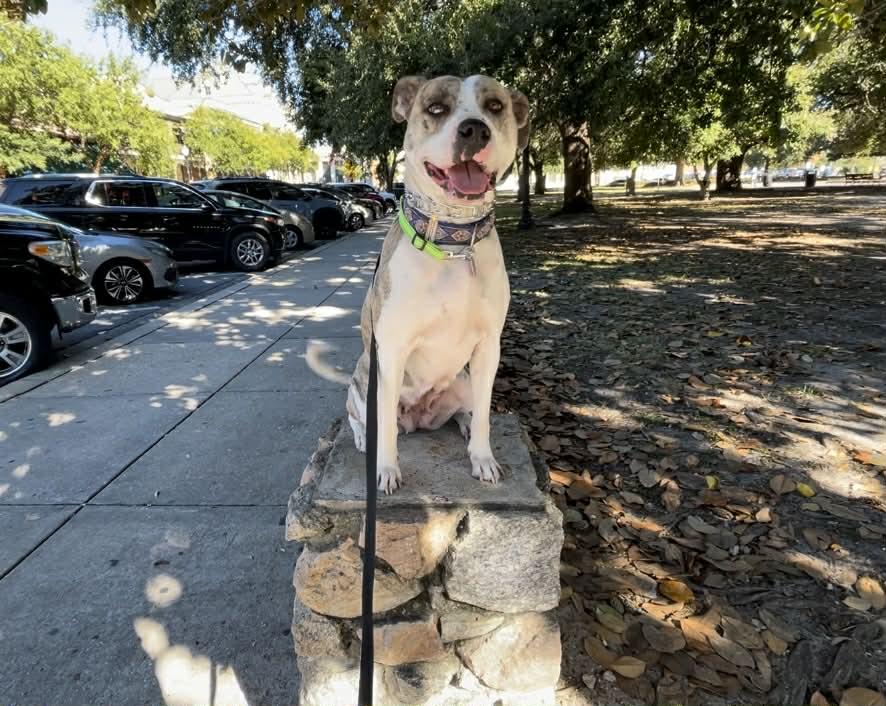 Pepper, ADOPTABLE, Adult Female American Bully.