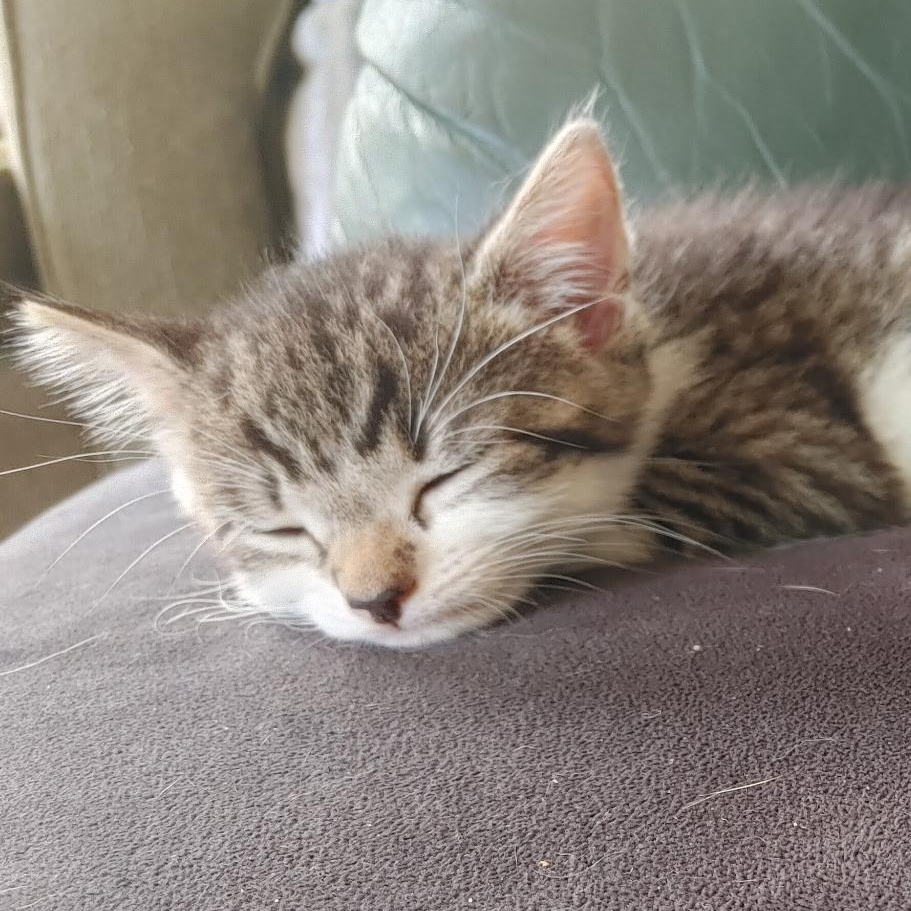Helena - PENDING ADOPTION