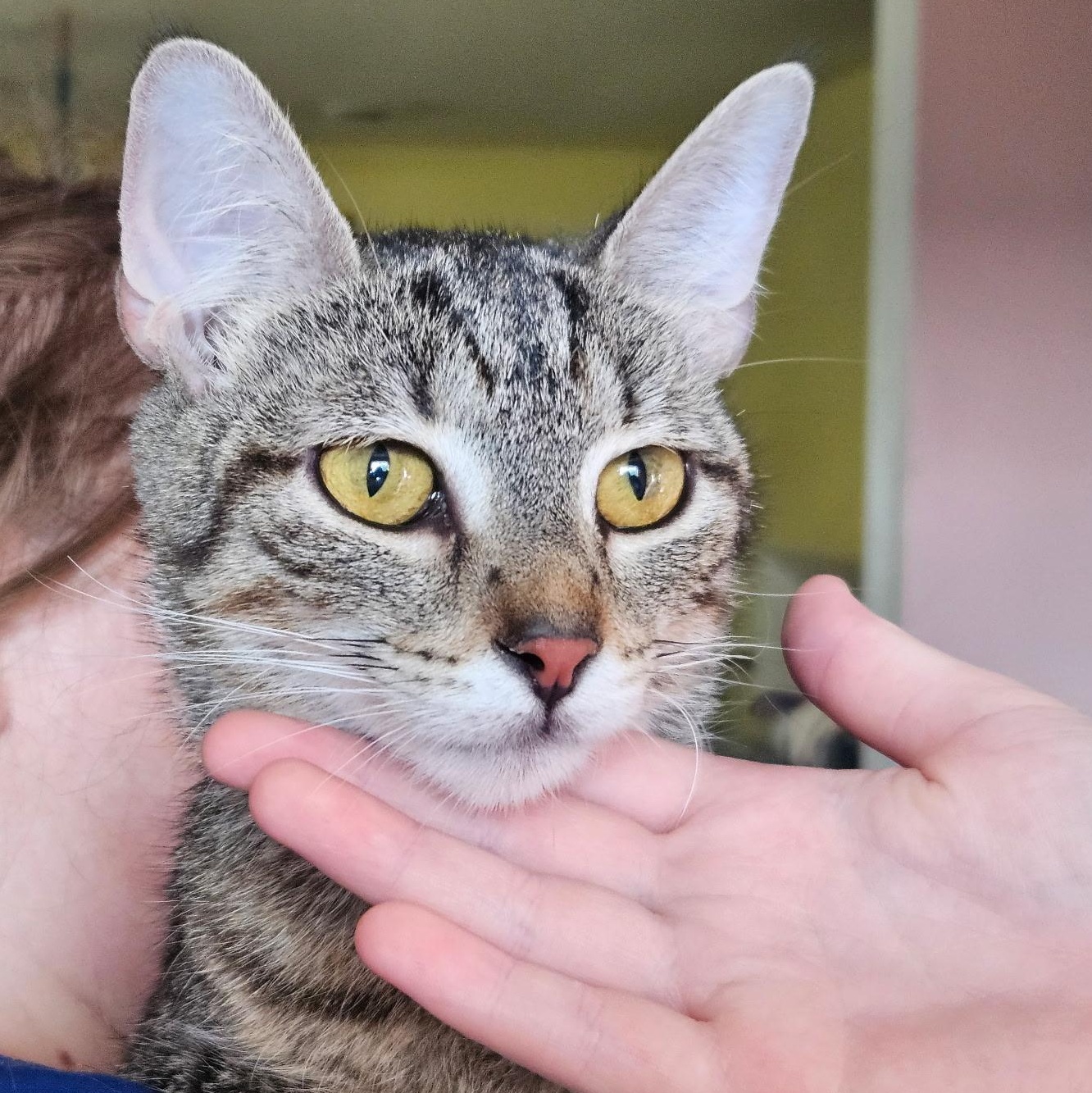 Mia, a Adoptable Oriental Short Hair in Evans City, PA image 4/6