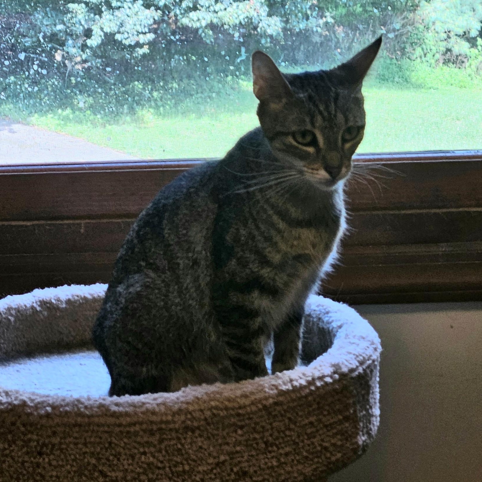 Mia, a Adoptable Oriental Short Hair in Evans City, PA image 2/6