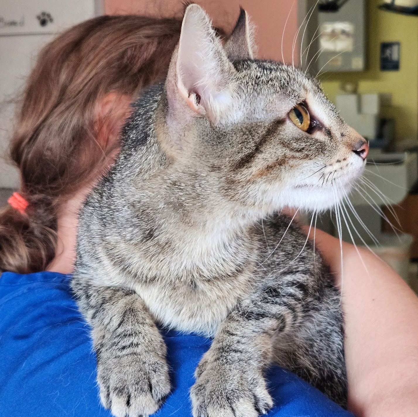 Mia, Adoptable, Young Female Domestic Short Hair.