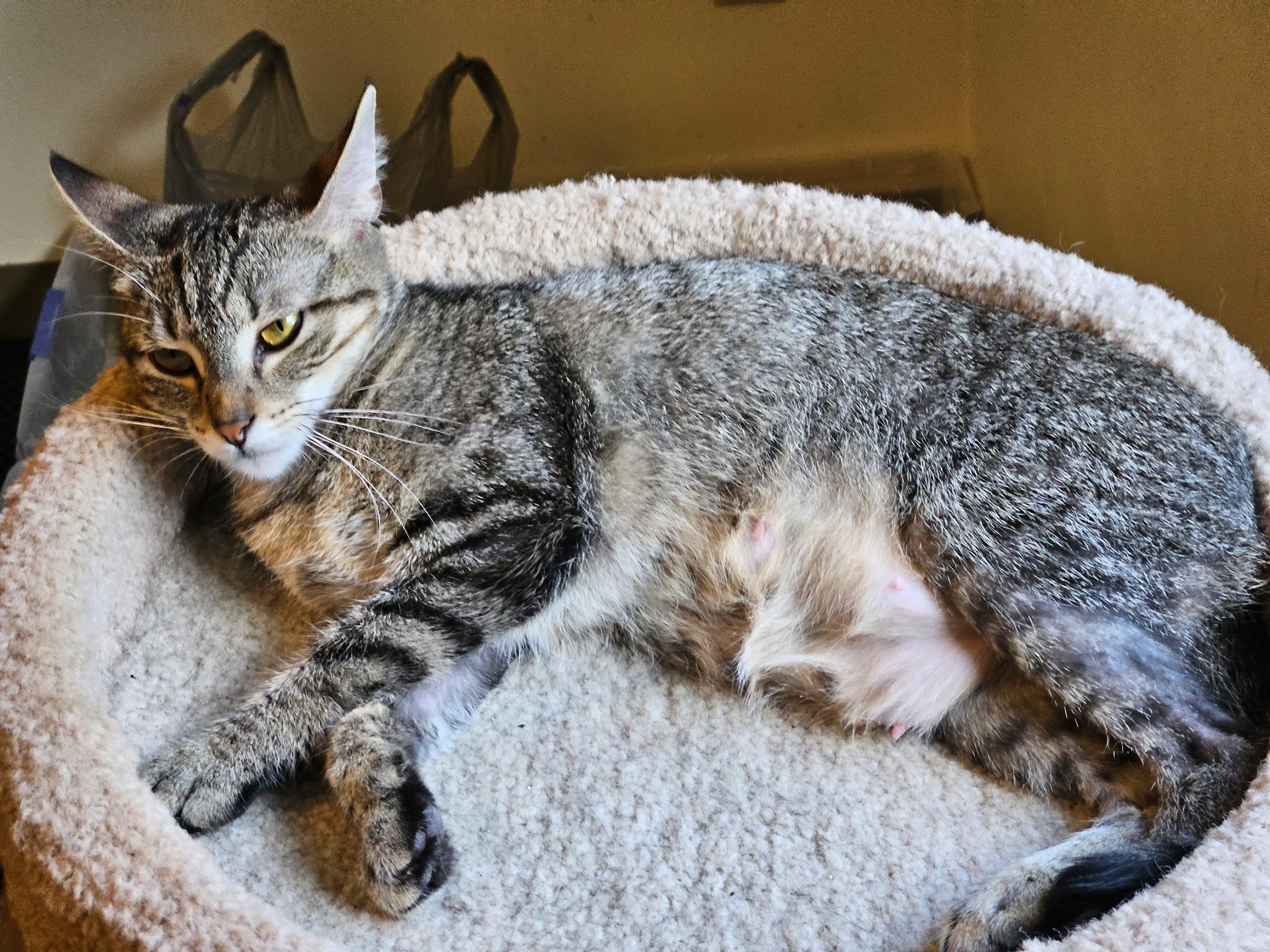 Mia, Adoptable, Young Female Oriental Short Hair.