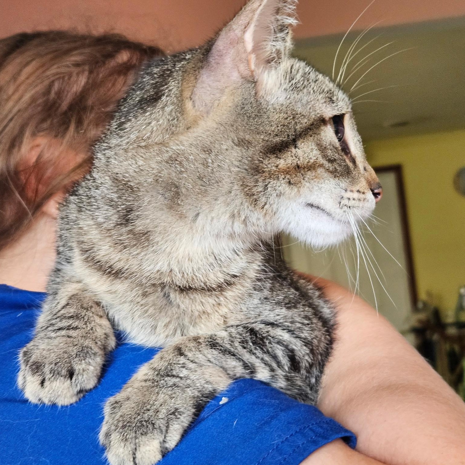 Mia, a Adoptable Oriental Short Hair in Evans City, PA image 5/6