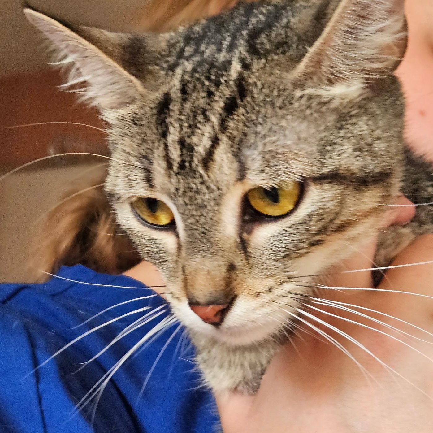 Mia, a Adoptable Oriental Short Hair in Evans City, PA image 6/6