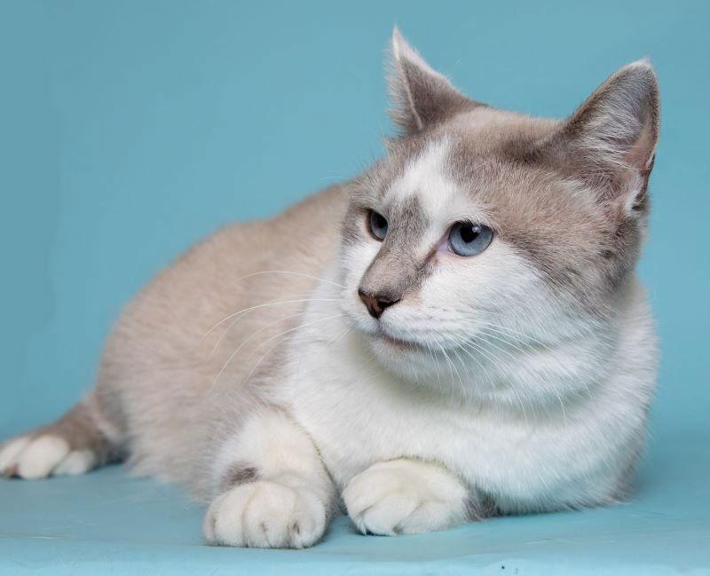 Chanel & Pierre  thumbnail 3