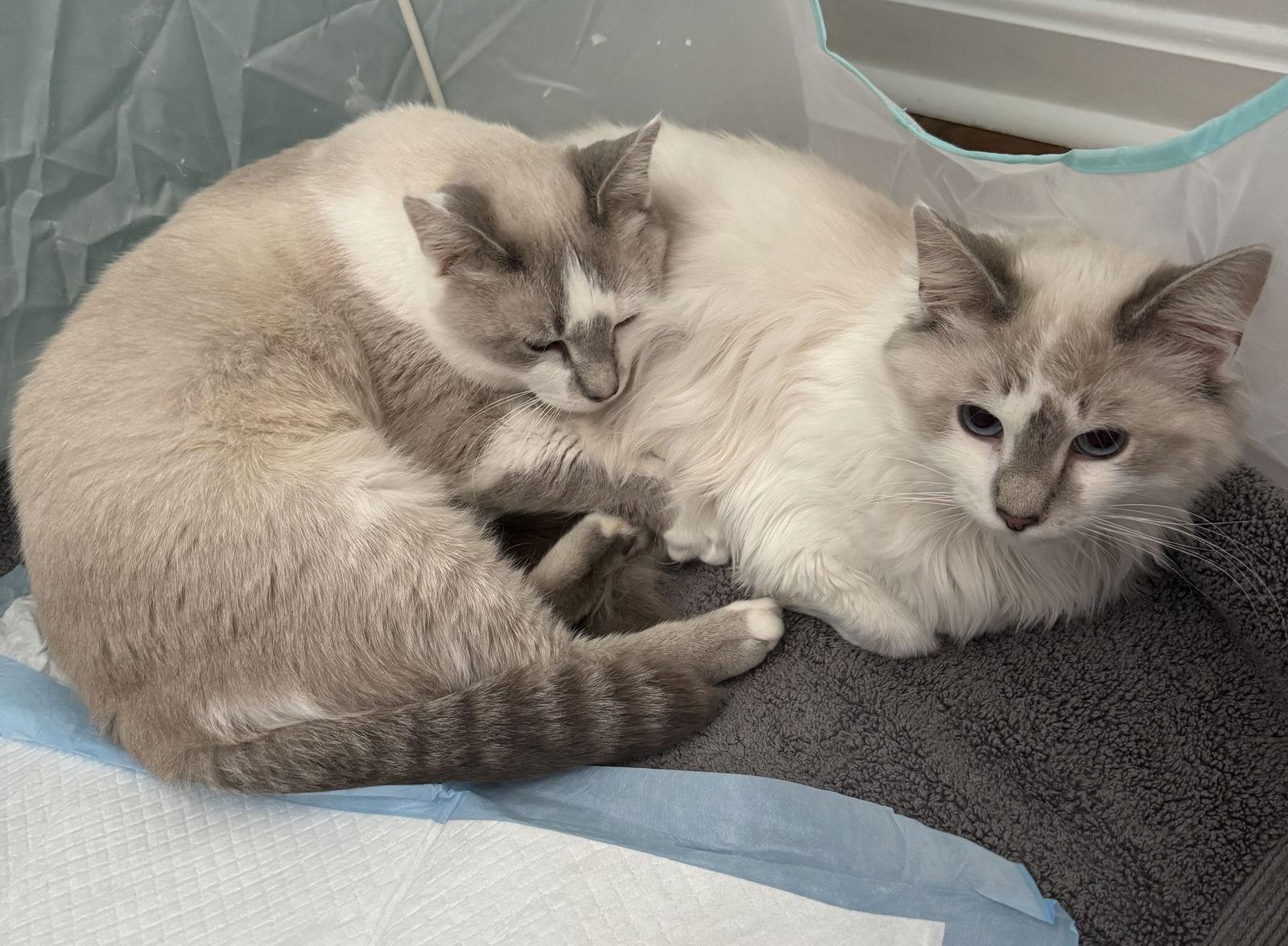 Chanel & Pierre  thumbnail 4