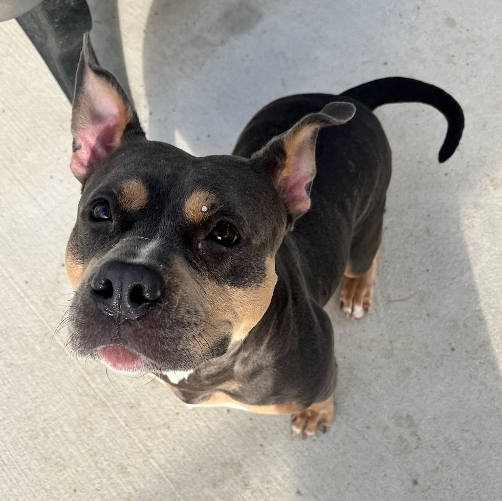 Star (ID 42721/ 1756), an adopted Pit Bull Terrier in Manassas, VA_image-1