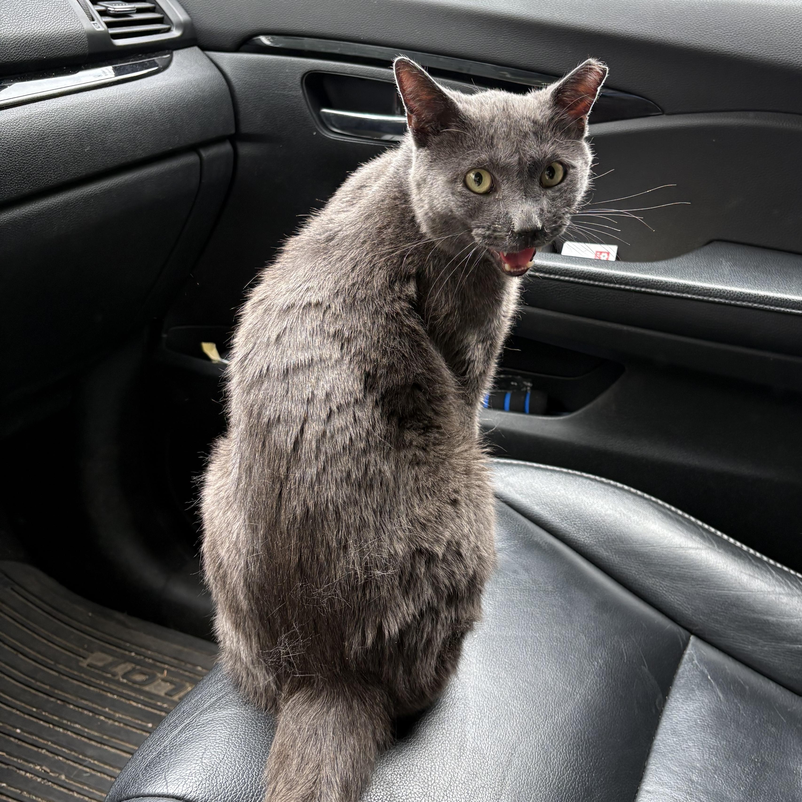 MILO