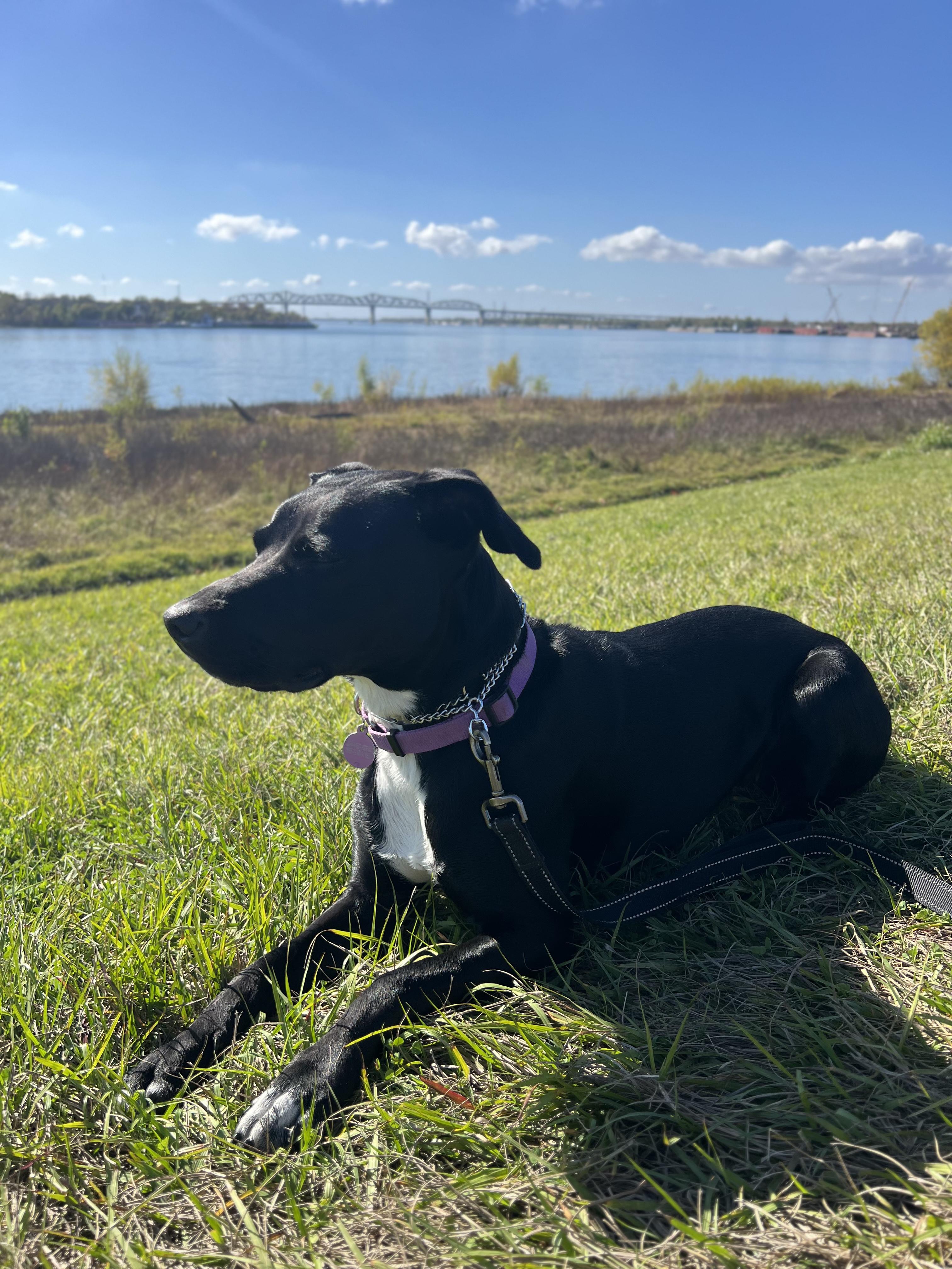 Enlarge Rosie, a ADOPTABLE mixed breed in New Orleans, LA image 3/5