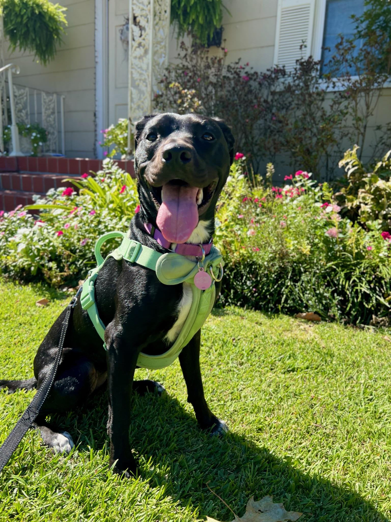 Enlarge Rosie, a ADOPTABLE mixed breed in New Orleans, LA image 1/5