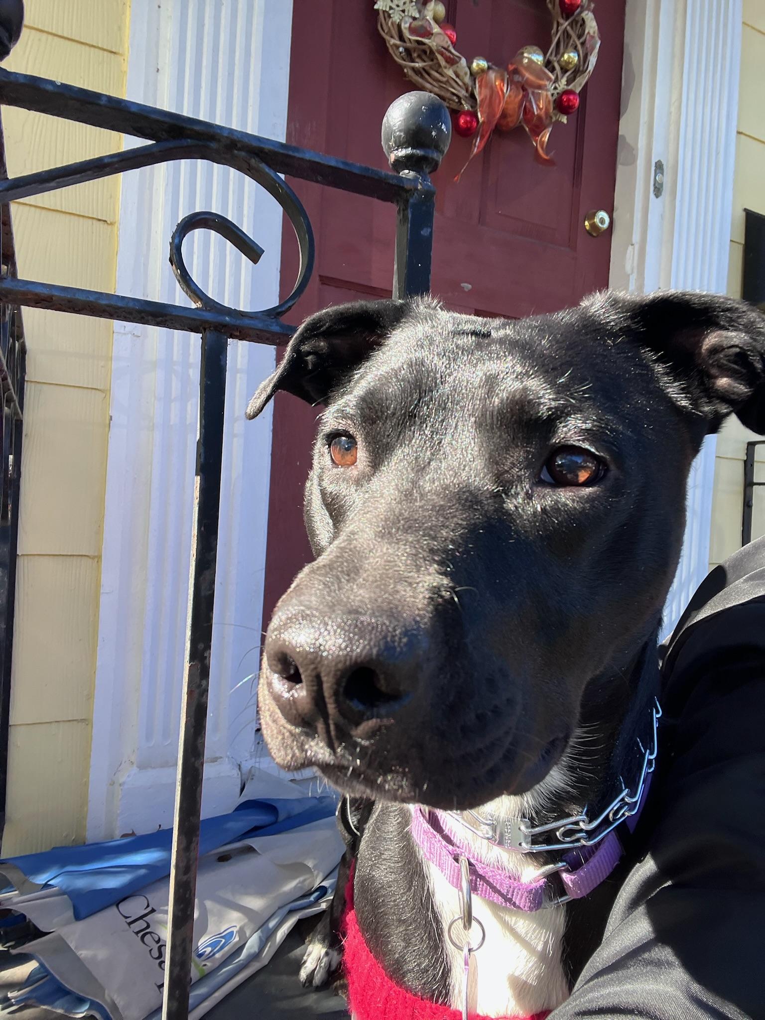 Enlarge Rosie, a ADOPTABLE mixed breed in New Orleans, LA image 5/5