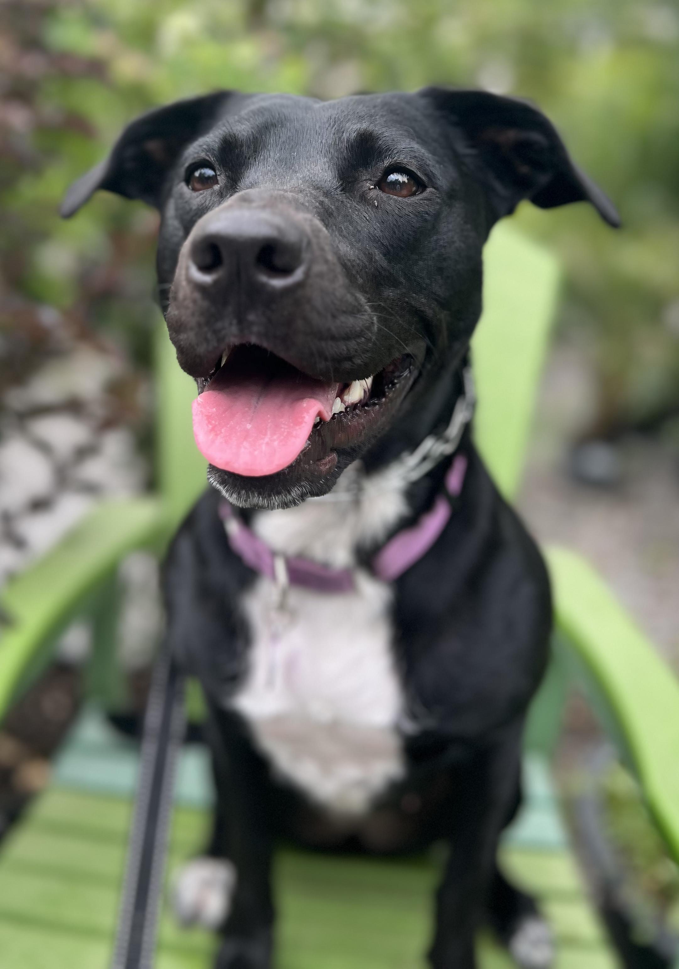 Rosie, ADOPTABLE, Adult Female Black Labrador Retriever.