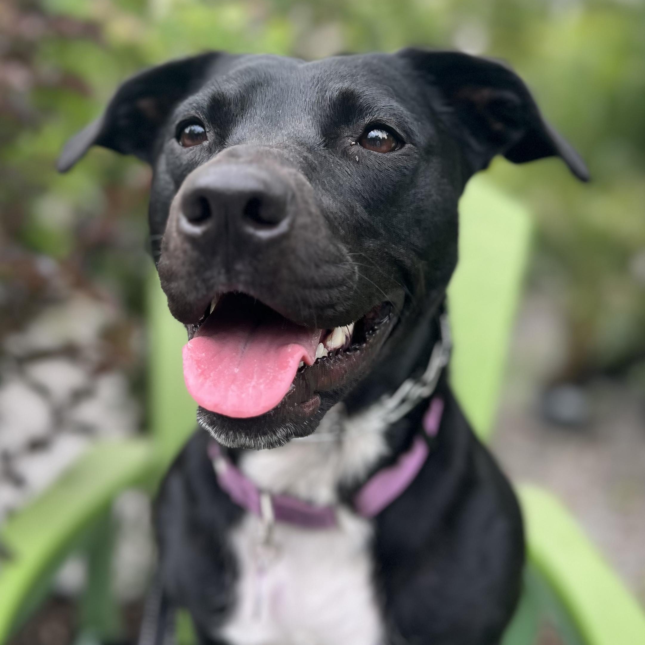 Rosie, a ADOPTABLE mixed breed in New Orleans, LA image 1/5