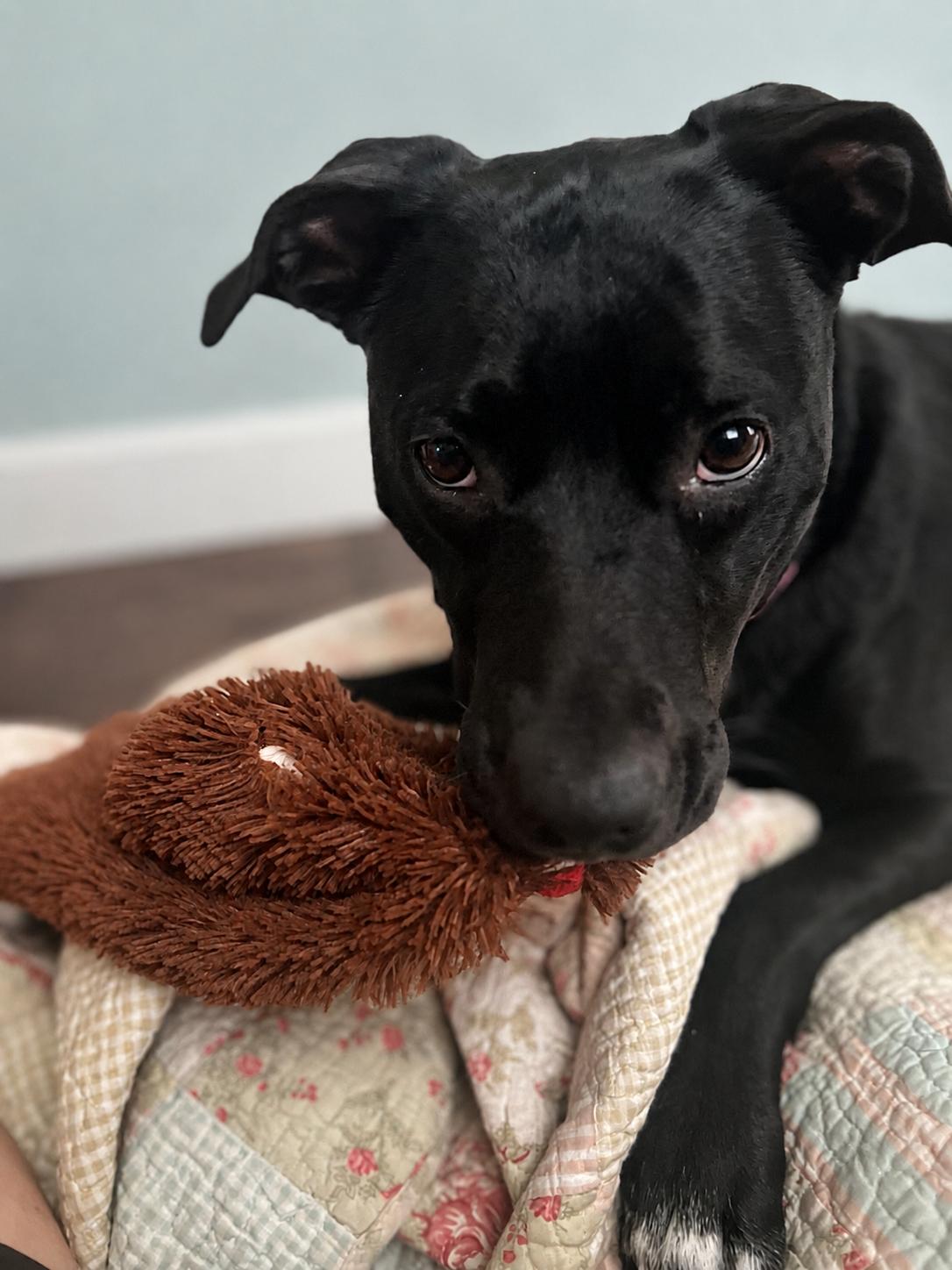 Rosie, a ADOPTABLE mixed breed in New Orleans, LA image 2/5