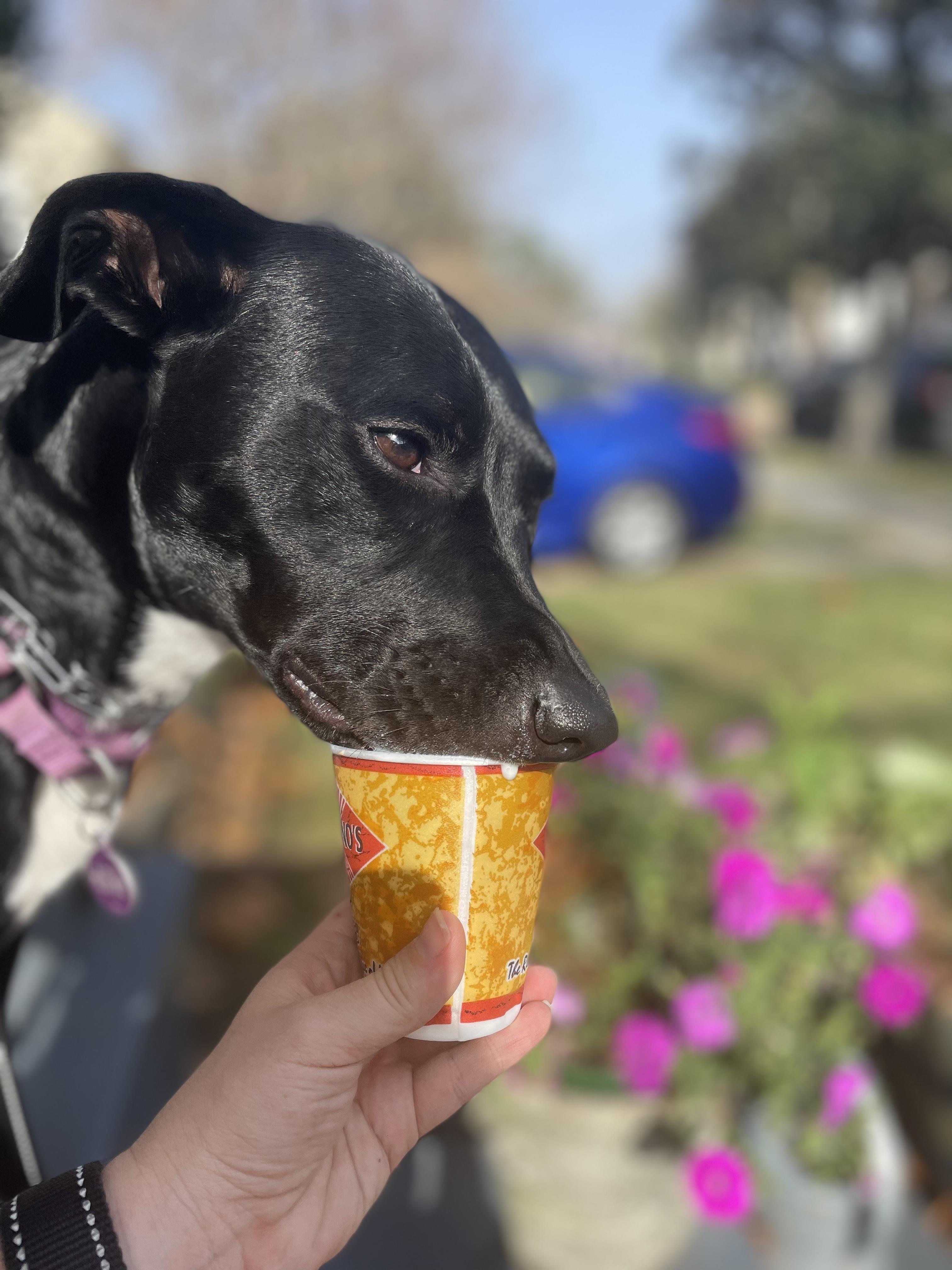 Enlarge Rosie, a ADOPTABLE mixed breed in New Orleans, LA image 2/5