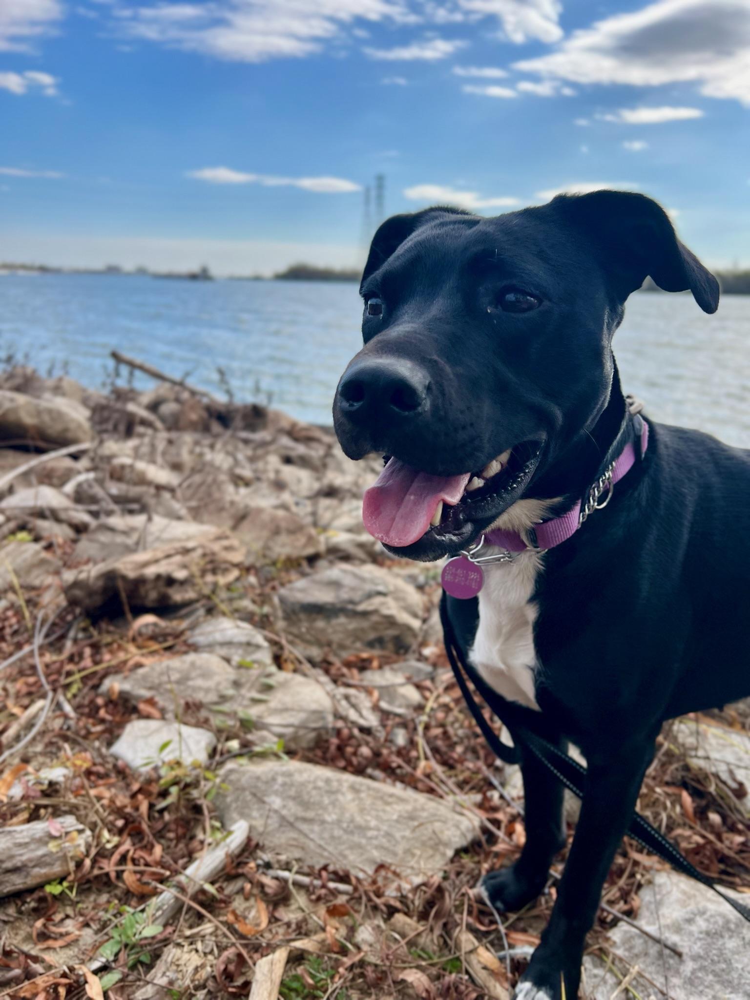 Enlarge Rosie, a ADOPTABLE mixed breed in New Orleans, LA image 4/5
