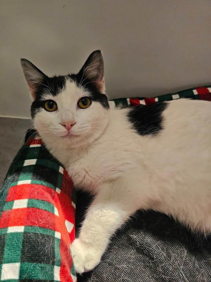 Shadow, Adoptable, Young Male Domestic Short Hair.