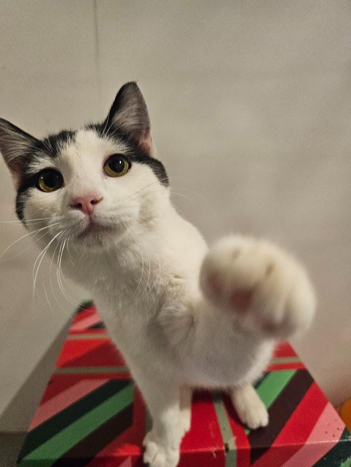 Enlarge Shadow, a Adoptable mixed breed in St. Cloud, MN image 2/4