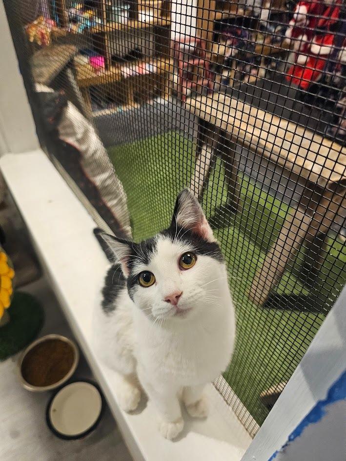 Enlarge Shadow, a Adoptable mixed breed in St. Cloud, MN image 4/4