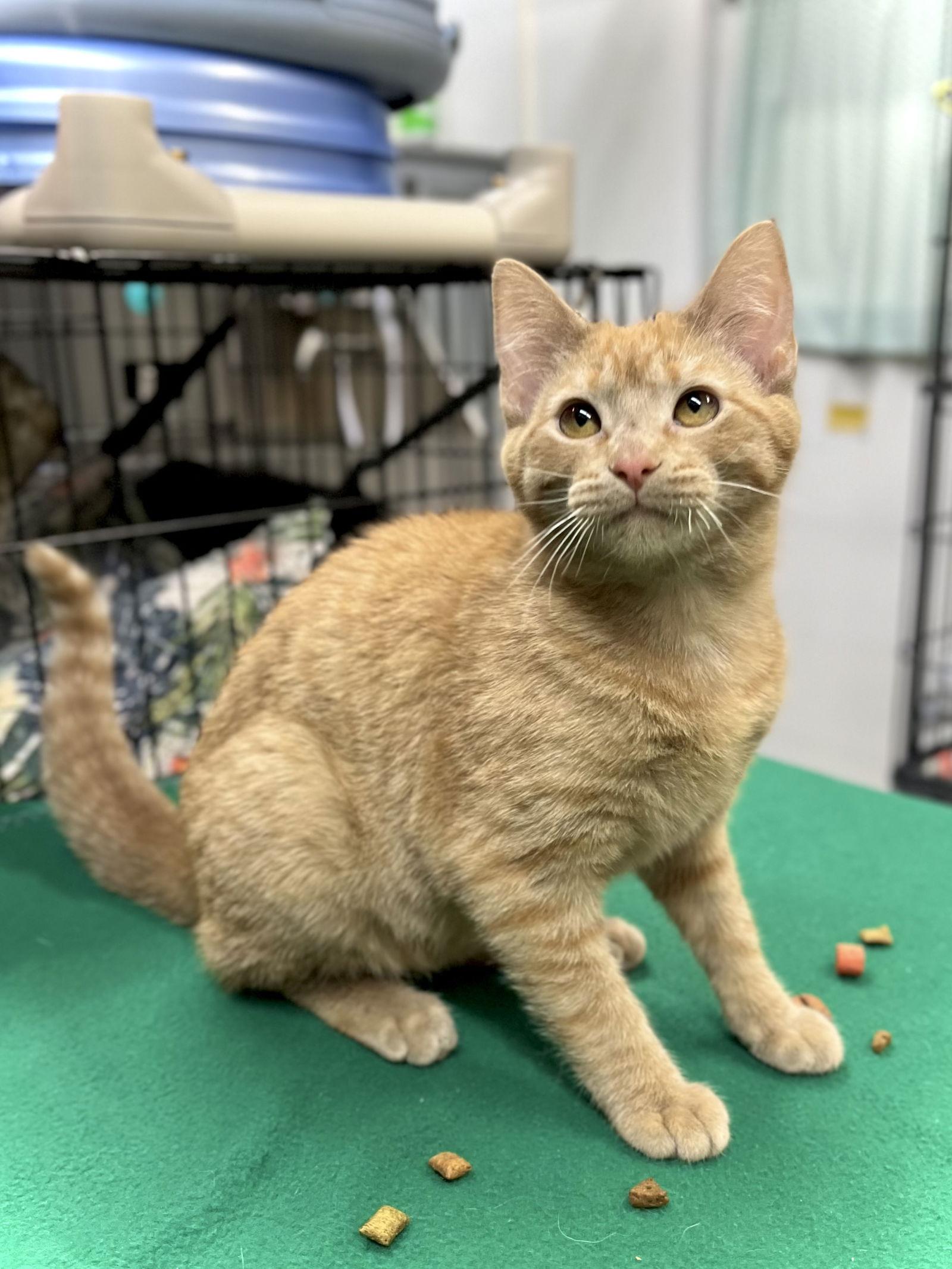Enlarge Kitty Purry, a Adoptable Domestic Short Hair in Estherville, IA image 1/3