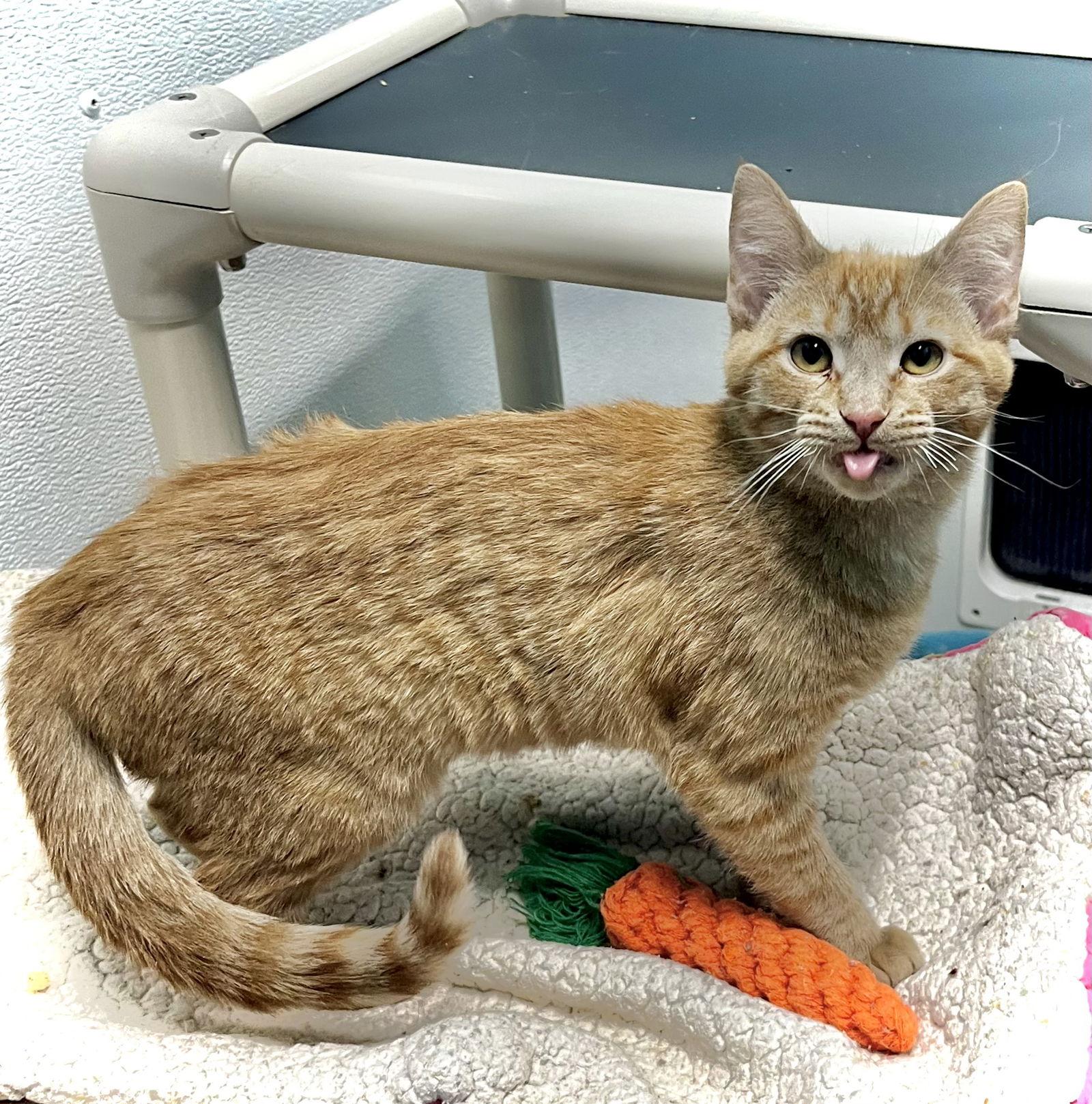 Enlarge Kitty Purry, a Adoptable Domestic Short Hair in Estherville, IA image 2/3