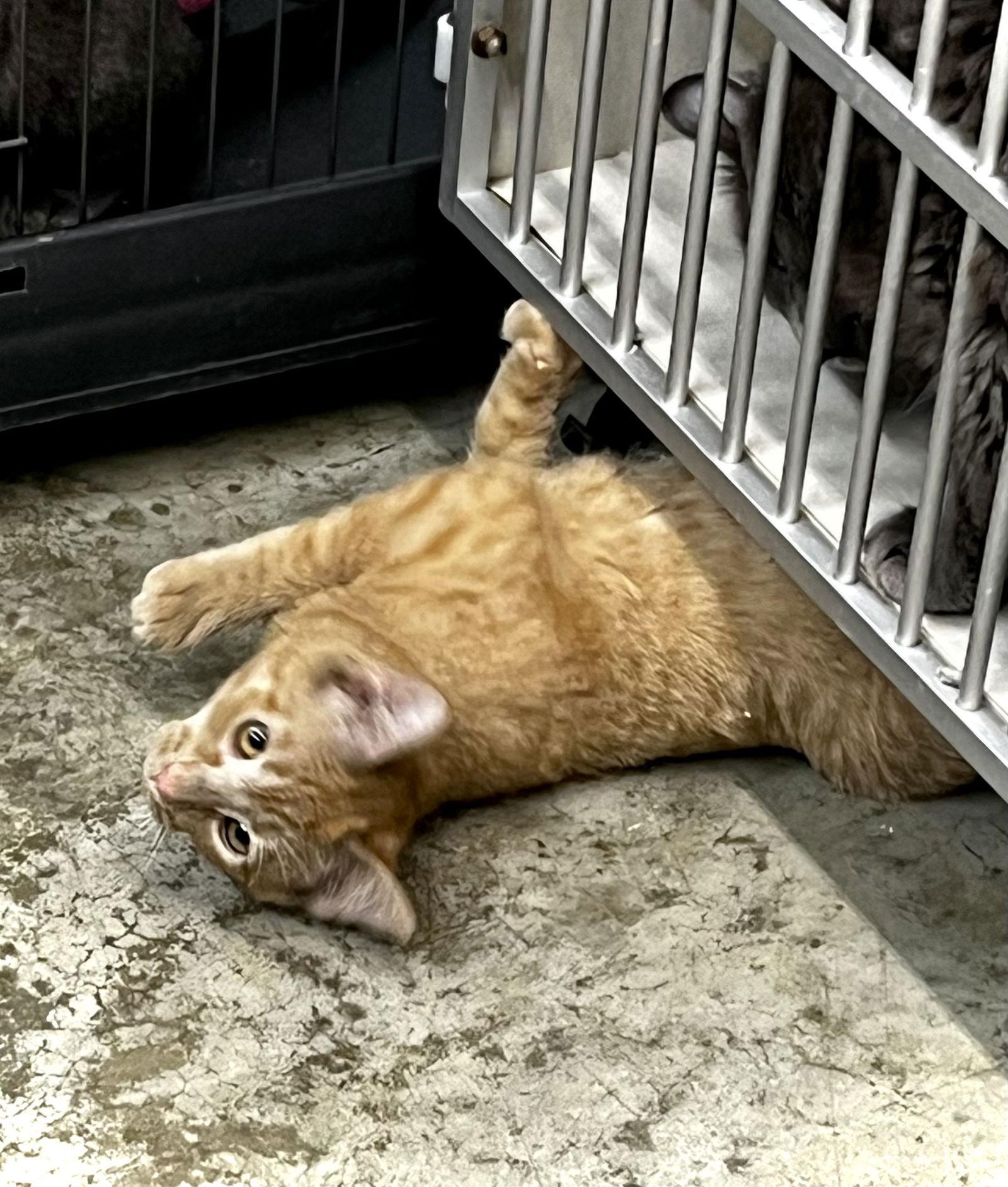 Enlarge Kitty Purry, a Adoptable Domestic Short Hair in Estherville, IA image 3/3