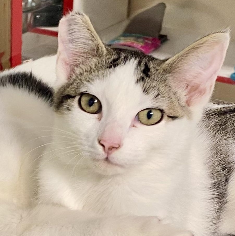 Dixie bonded with Dickson, Adoptable, Kitten Female Tabby & Domestic Short Hair.