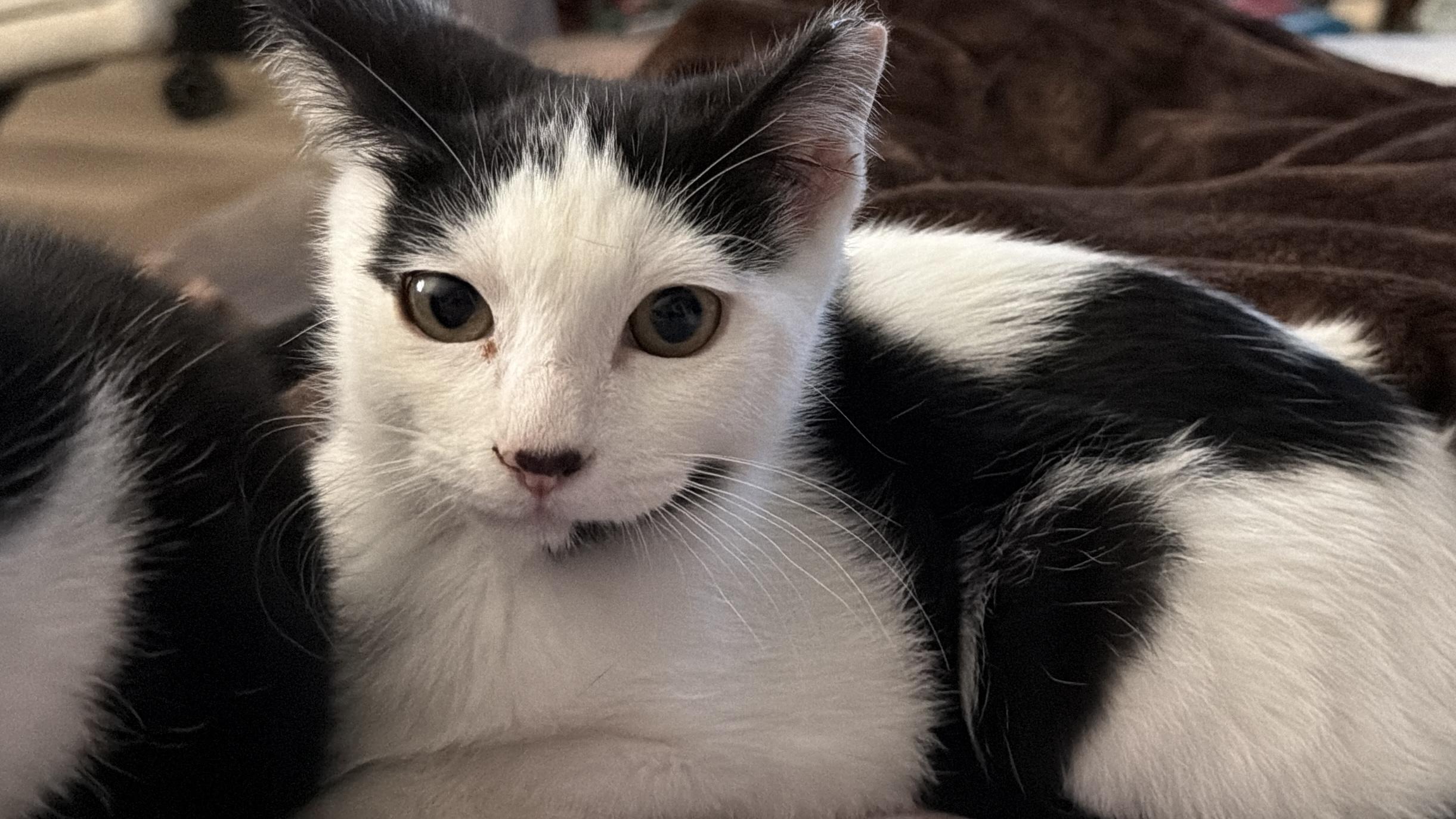 Enlarge Dixie - cute as a bug’s ear, a Adoptable mixed breed in Bothell, WA image 3/3