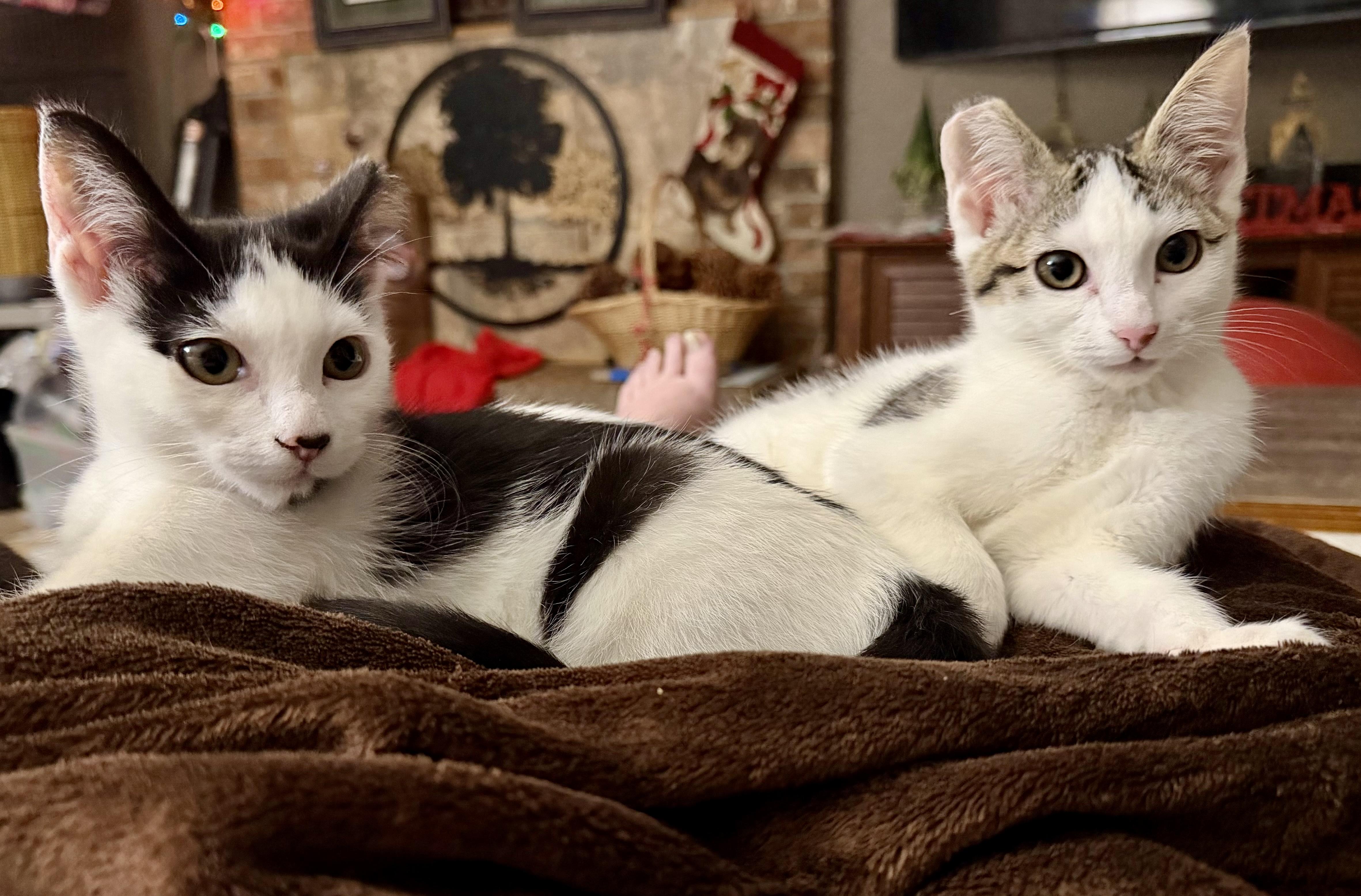 Enlarge Dixie - cute as a bug’s ear, a Adoptable mixed breed in Bothell, WA image 2/3