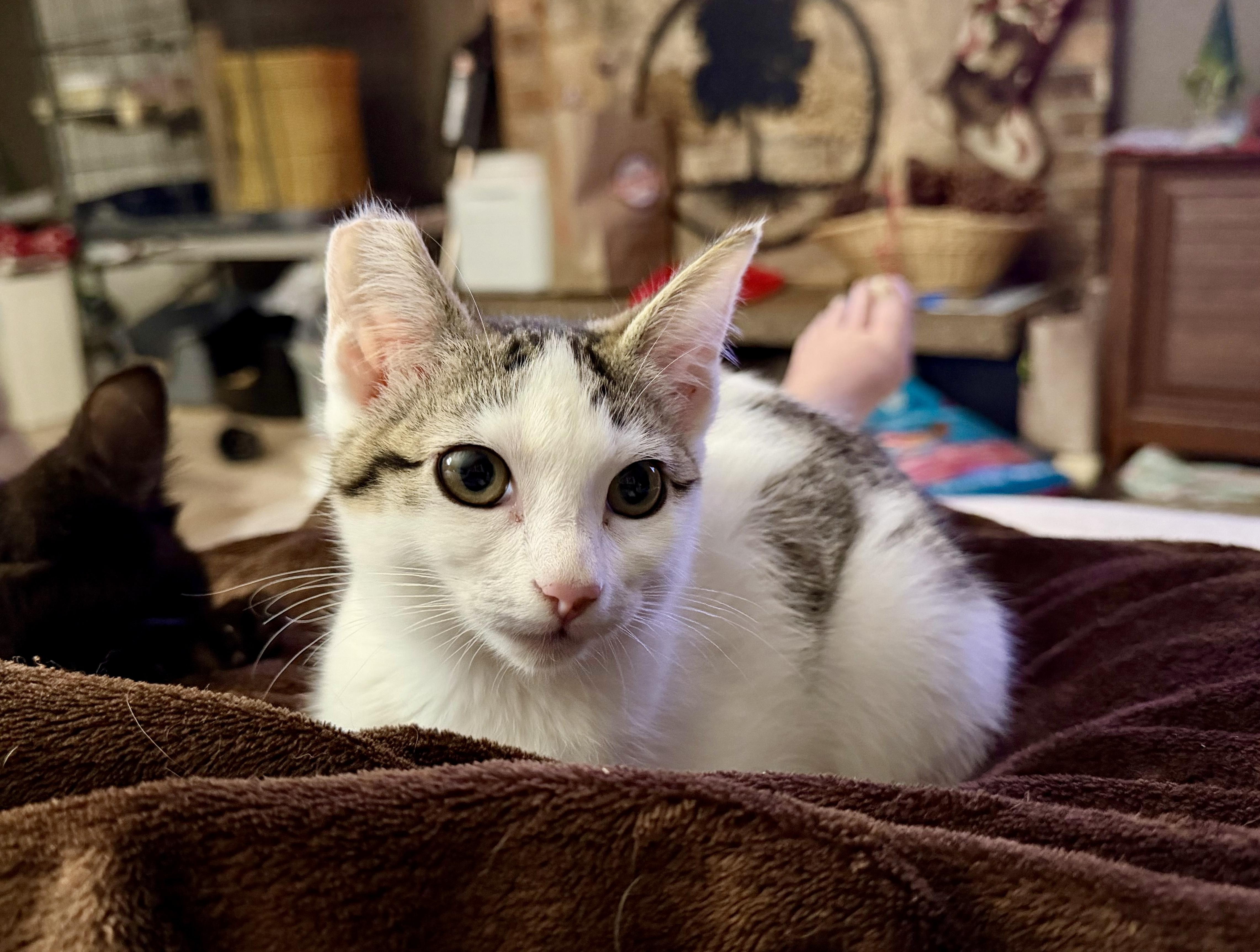 Enlarge Dixie - cute as a bug’s ear, a Adoptable mixed breed in Bothell, WA image 1/3