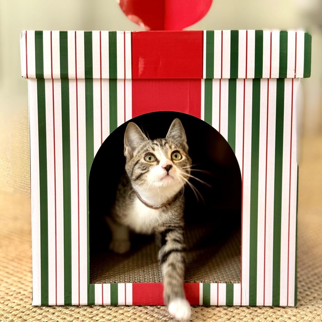 Stuffing, a Adoptable Domestic Short Hair in Los Angeles, CA image 1/2