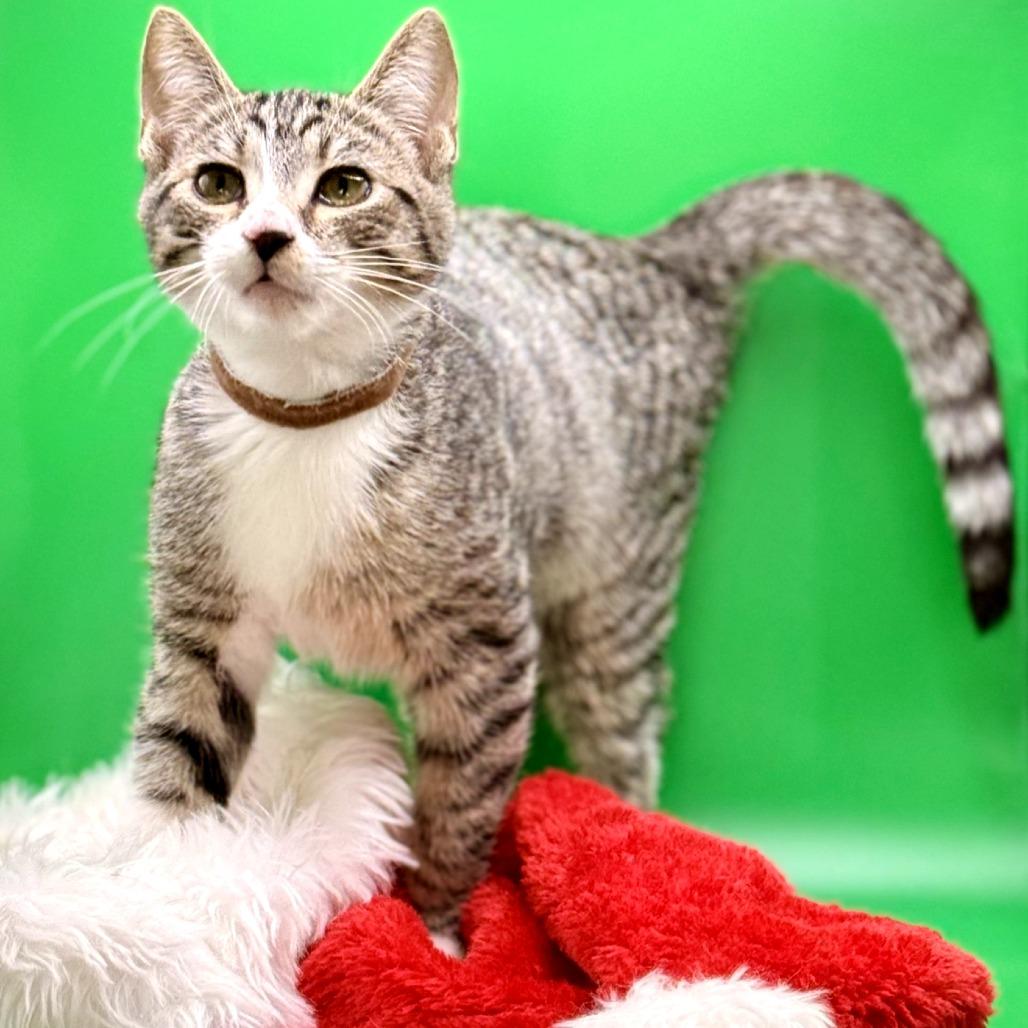 Stuffing, a Adoptable Domestic Short Hair in Los Angeles, CA image 2/2