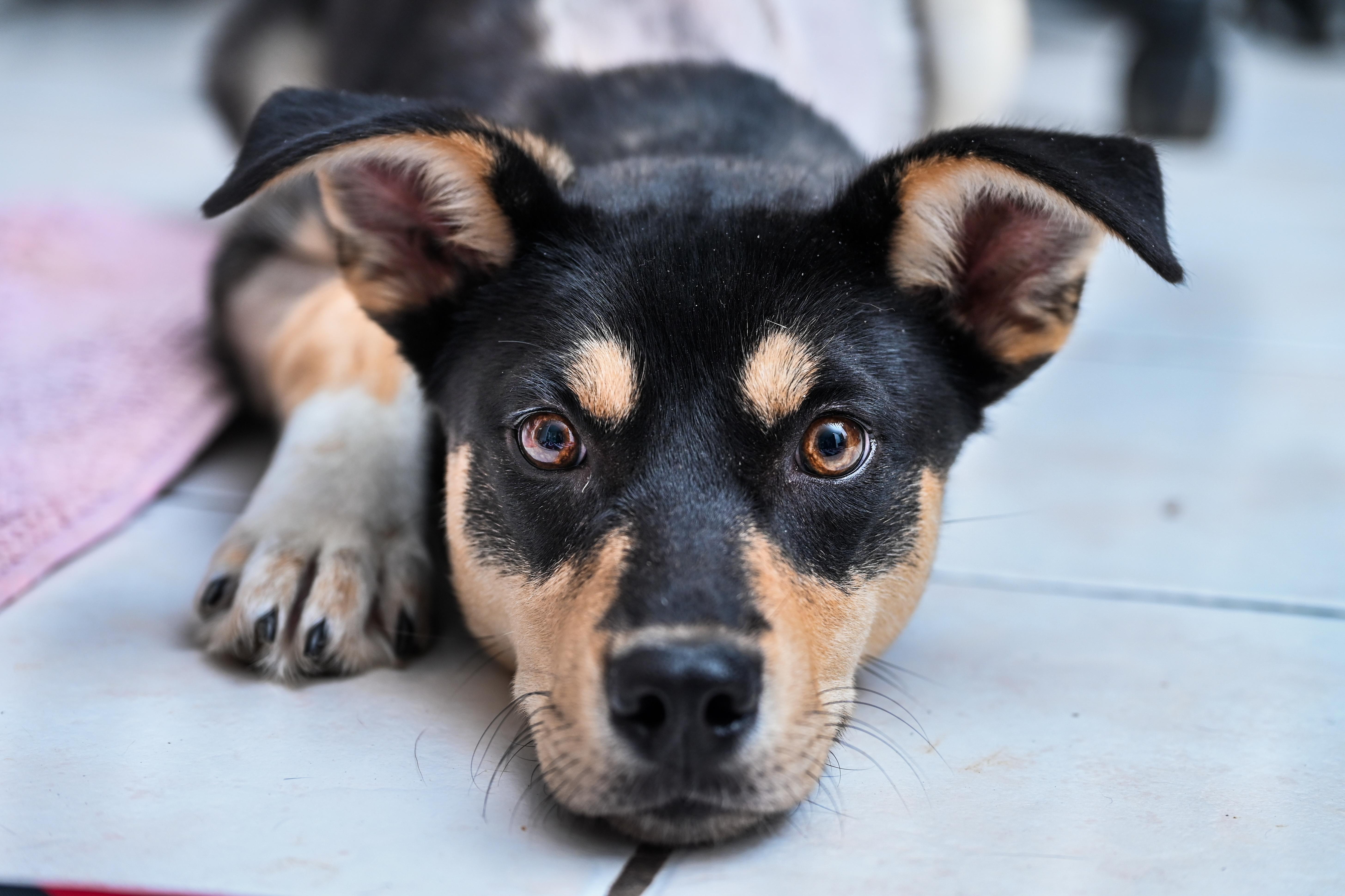 Enlarge Layla (3-legs), a ADOPTABLE mixed breed in Chattanooga, TN image 4/6