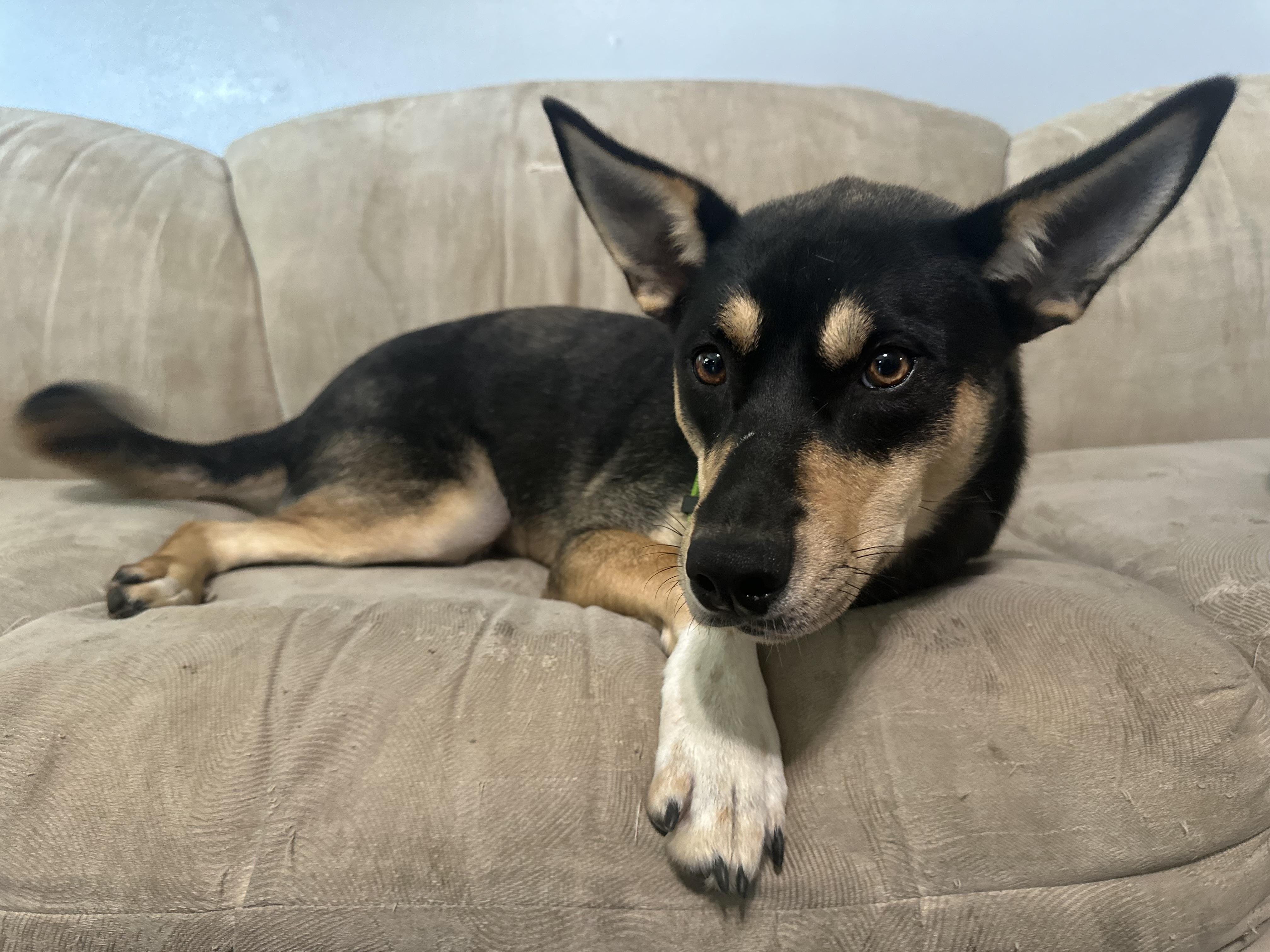 Layla (3-legs), a ADOPTABLE mixed breed in Chattanooga, TN image 3/6