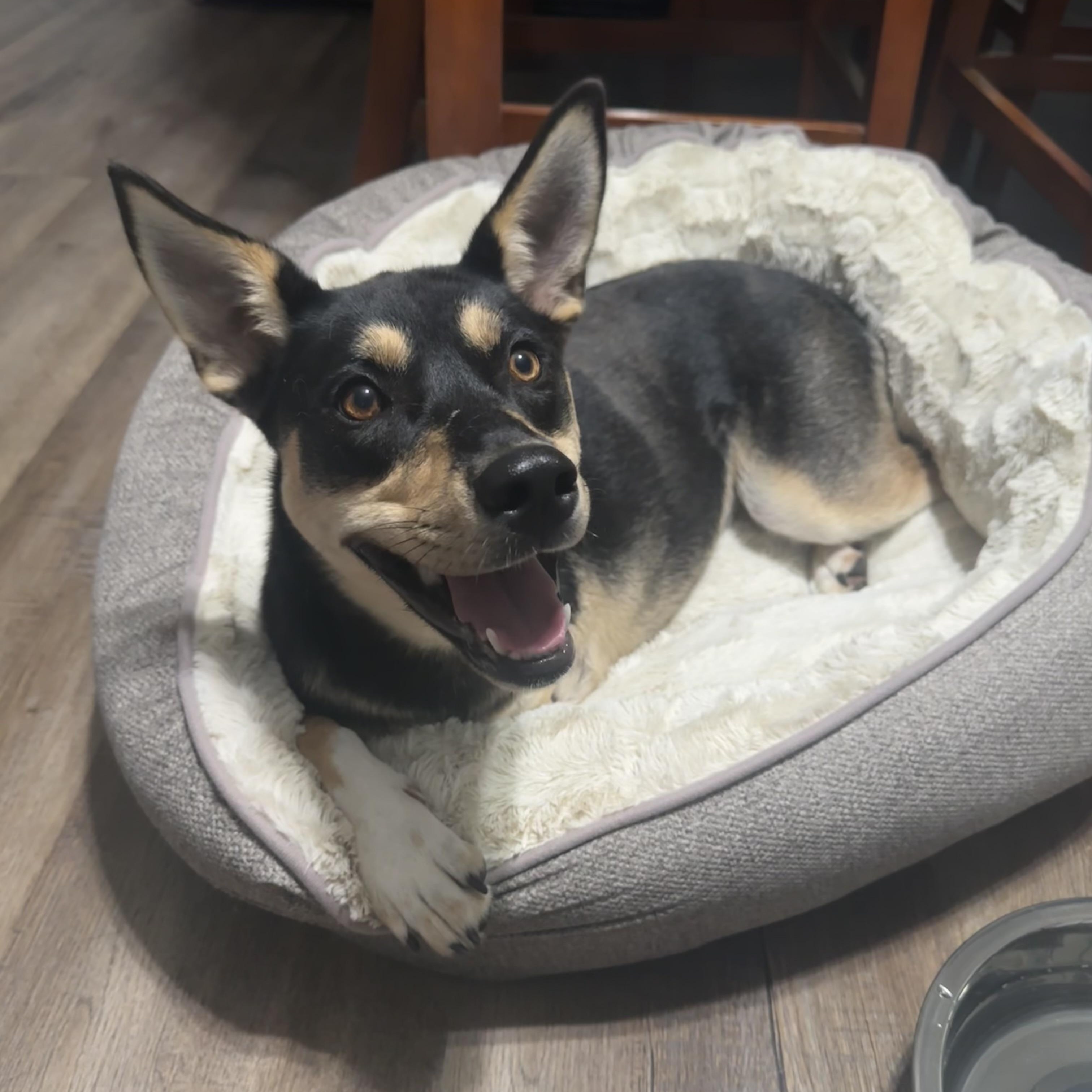 Layla (3-legs), ADOPTABLE, Young Female Shepherd & German Shepherd Dog.