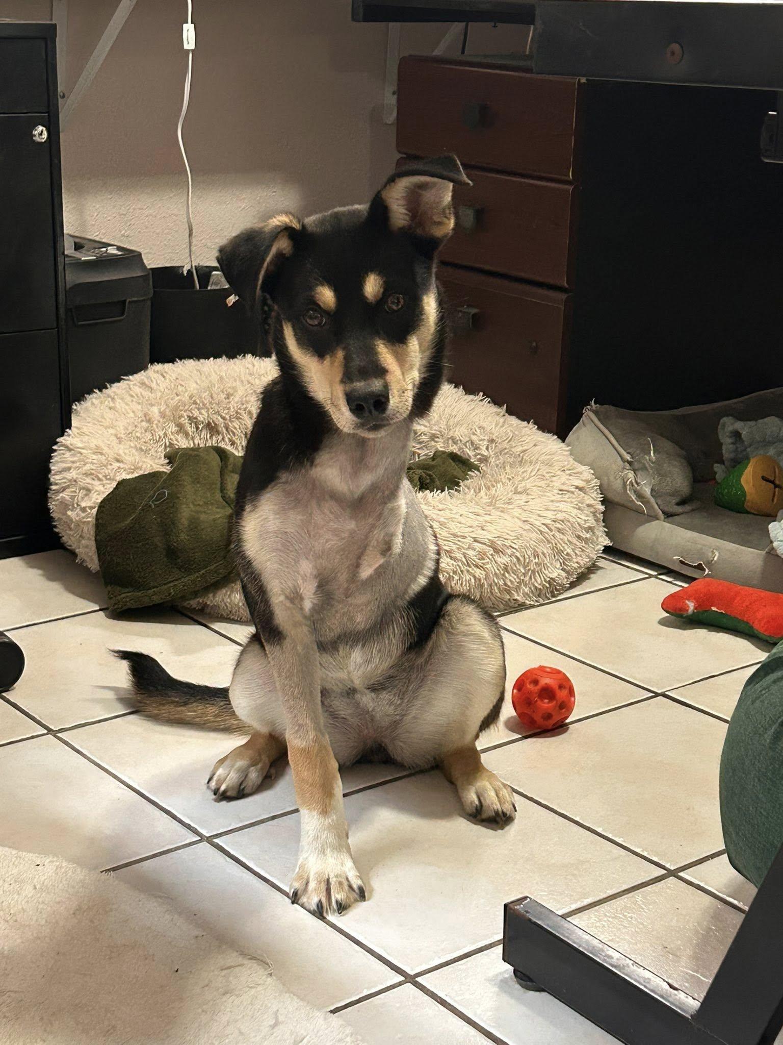 Enlarge Layla (3-legs), a ADOPTABLE mixed breed in Chattanooga, TN image 2/6