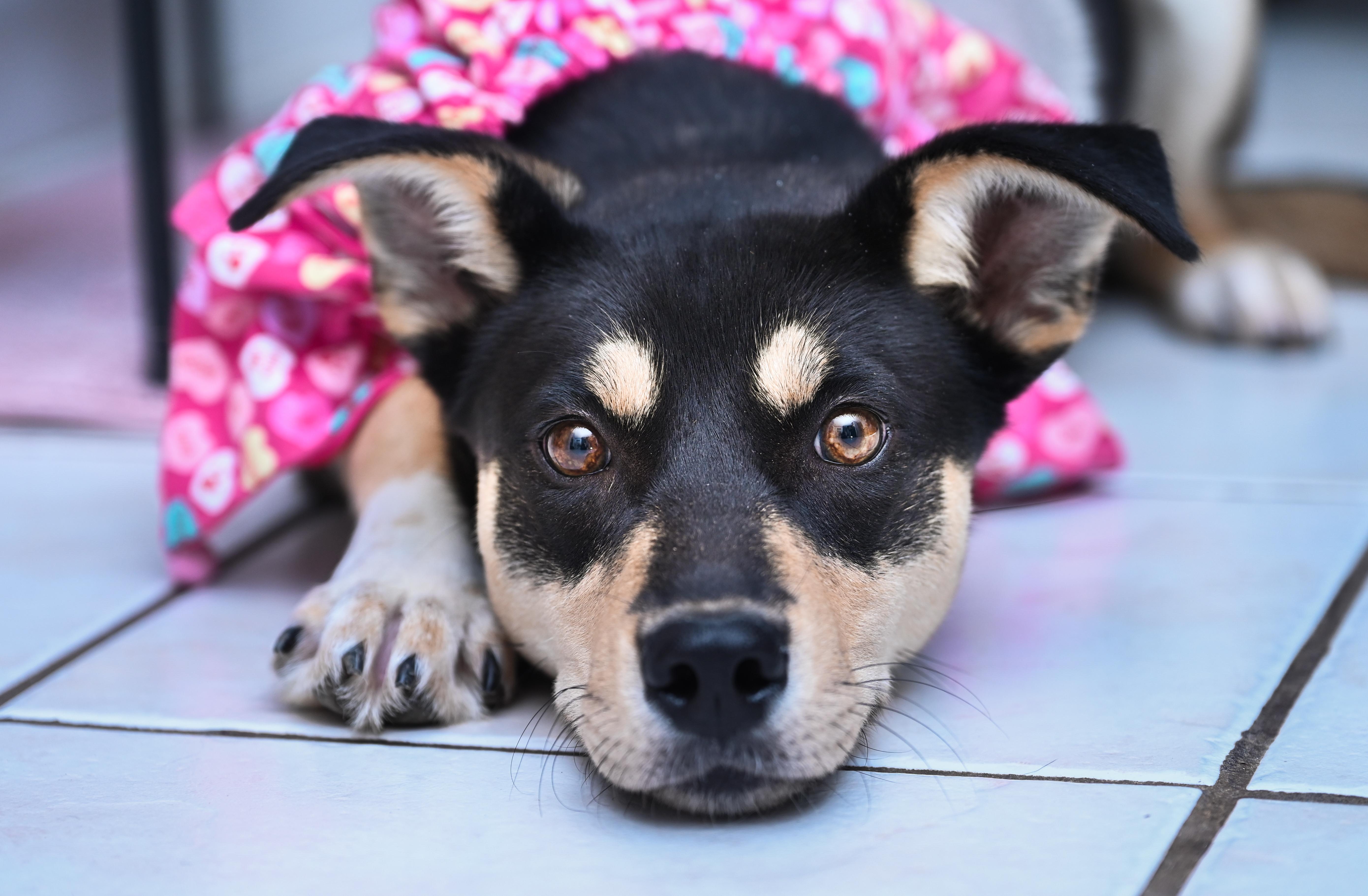 Layla (3-legs), ADOPTABLE, Young Female Shepherd & German Shepherd Dog.