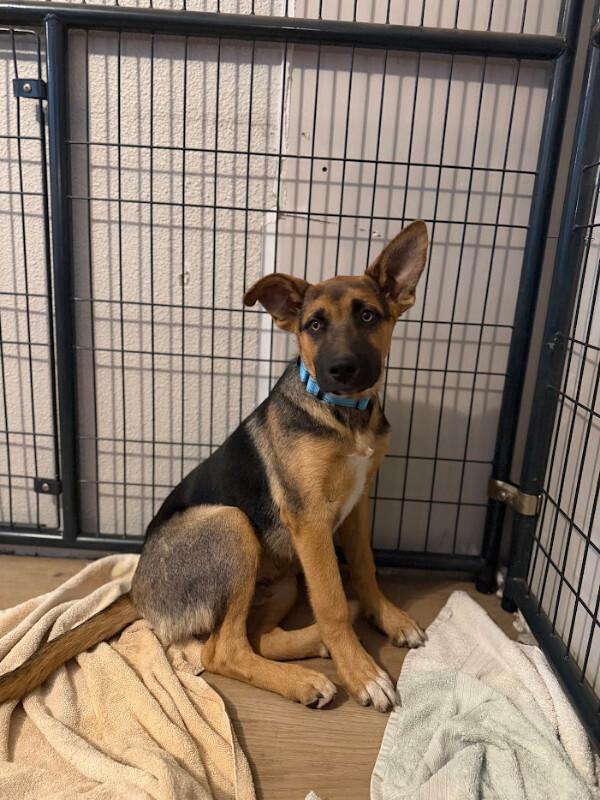 Enlarge Ryker, a Adoptable German Shepherd Dog in renton, WA image 1/3